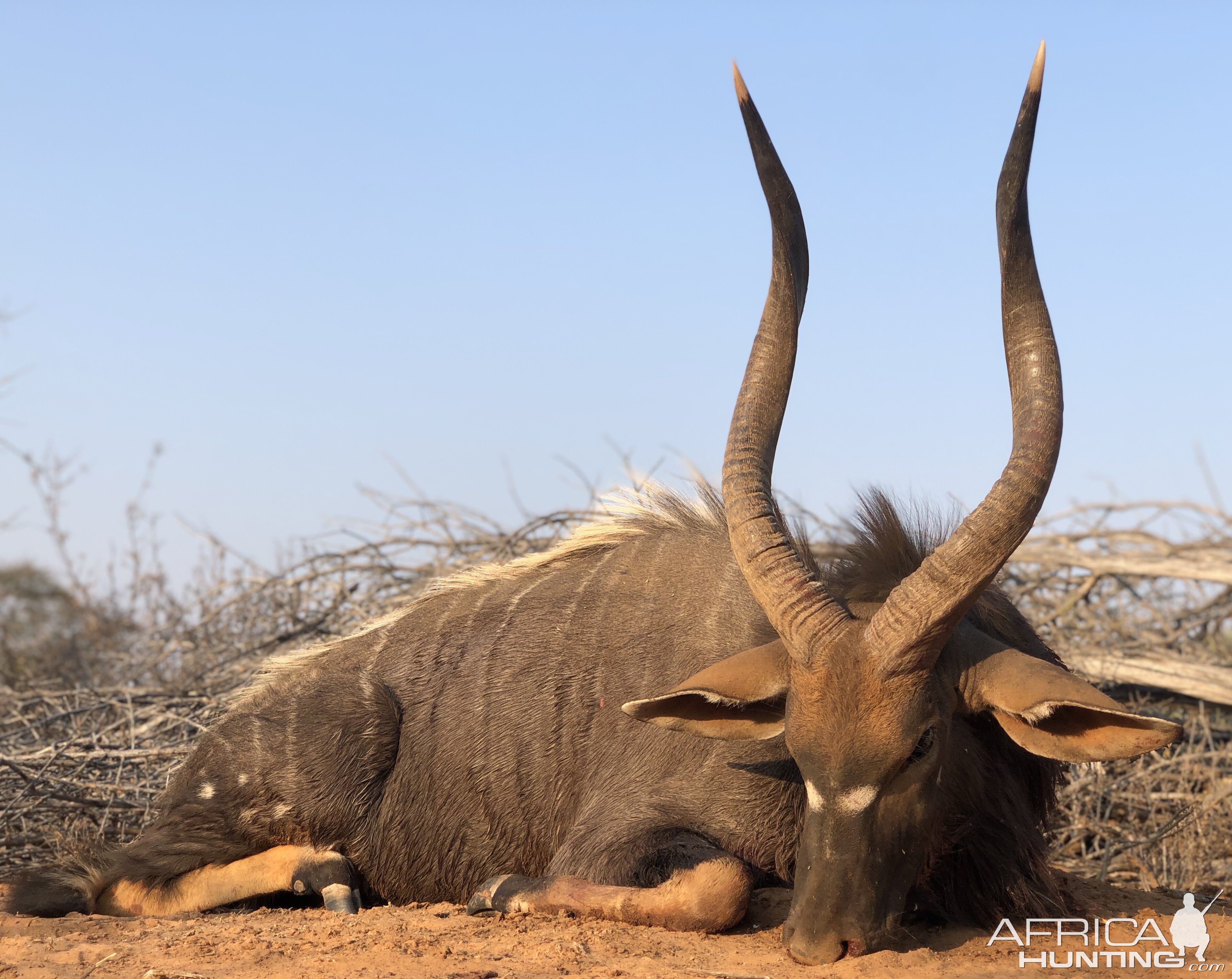 Nyala Hunt South Africa