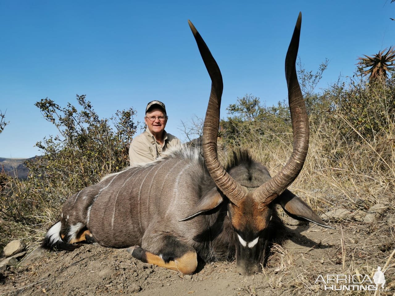 Nyala Hunt South Africa