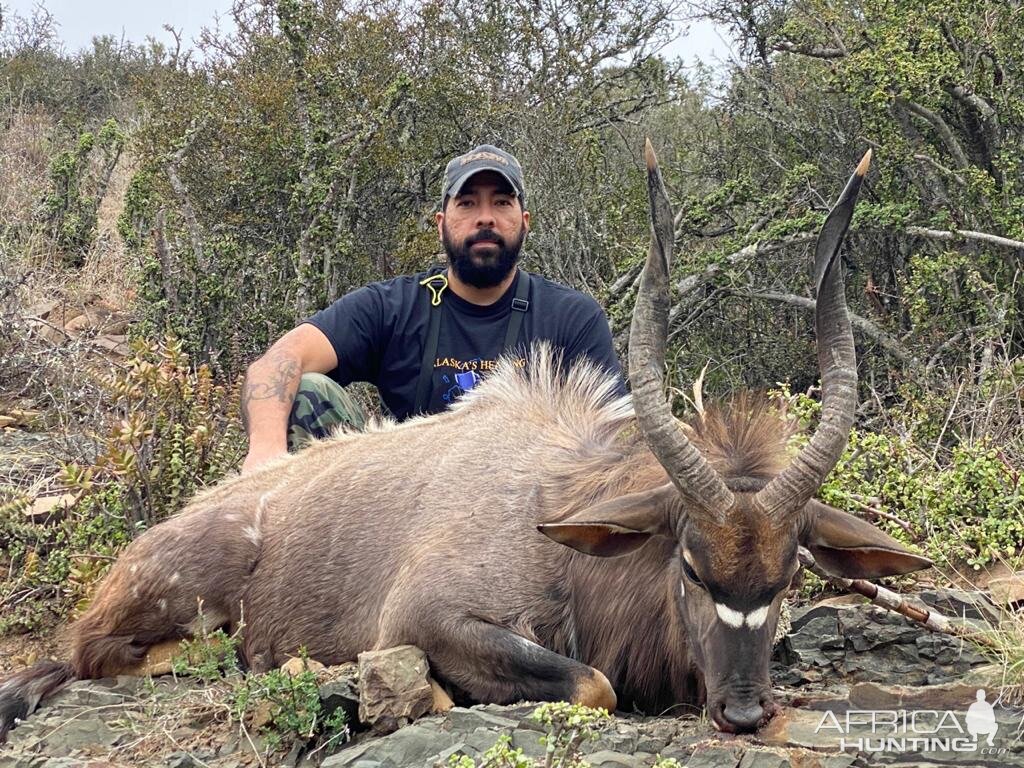 Nyala Hunting In South Africa