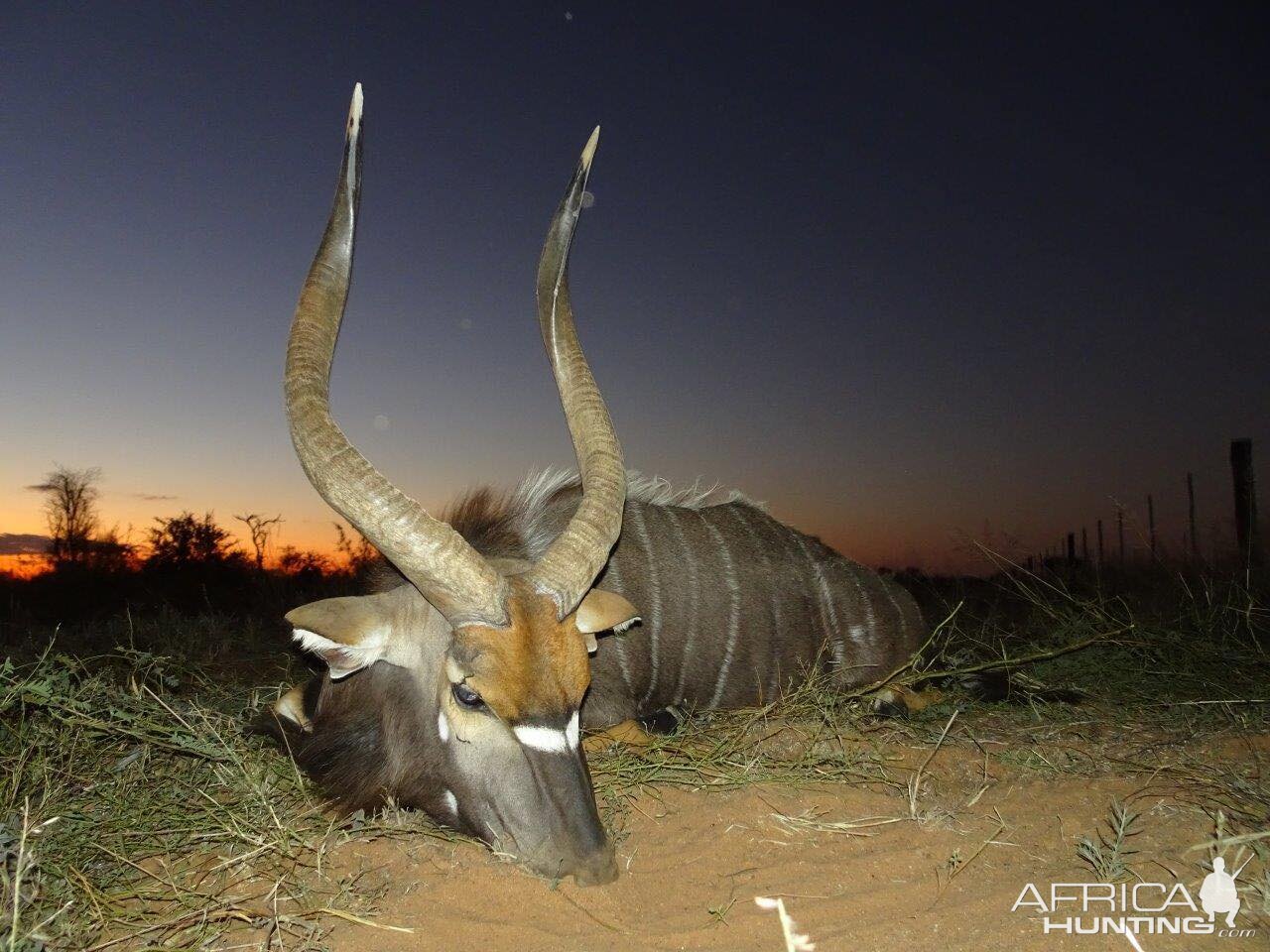 Nyala Hunting Namibia