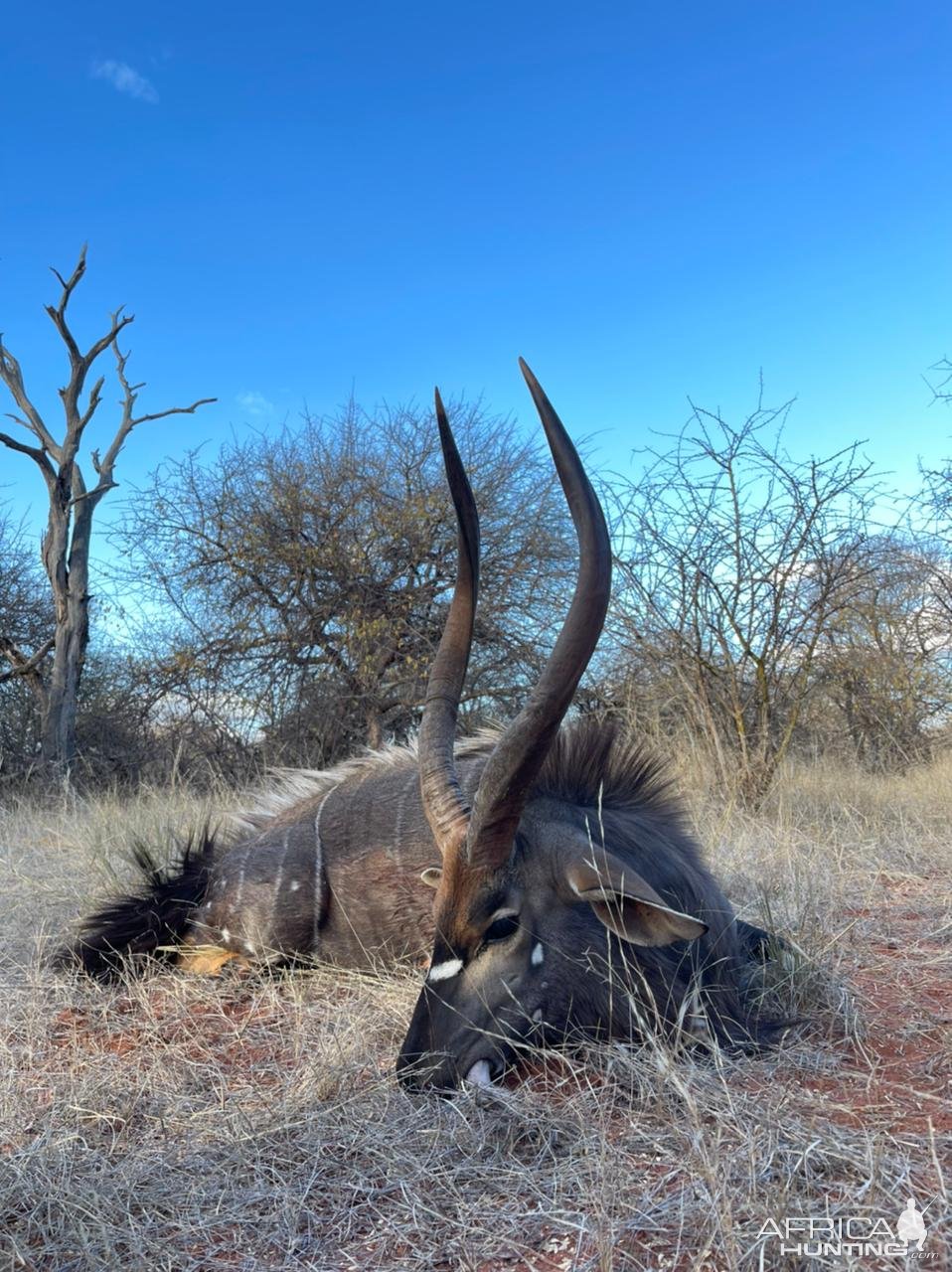 Nyala Hunting South Africa