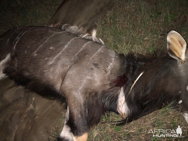 Nyala Hunting South Africa