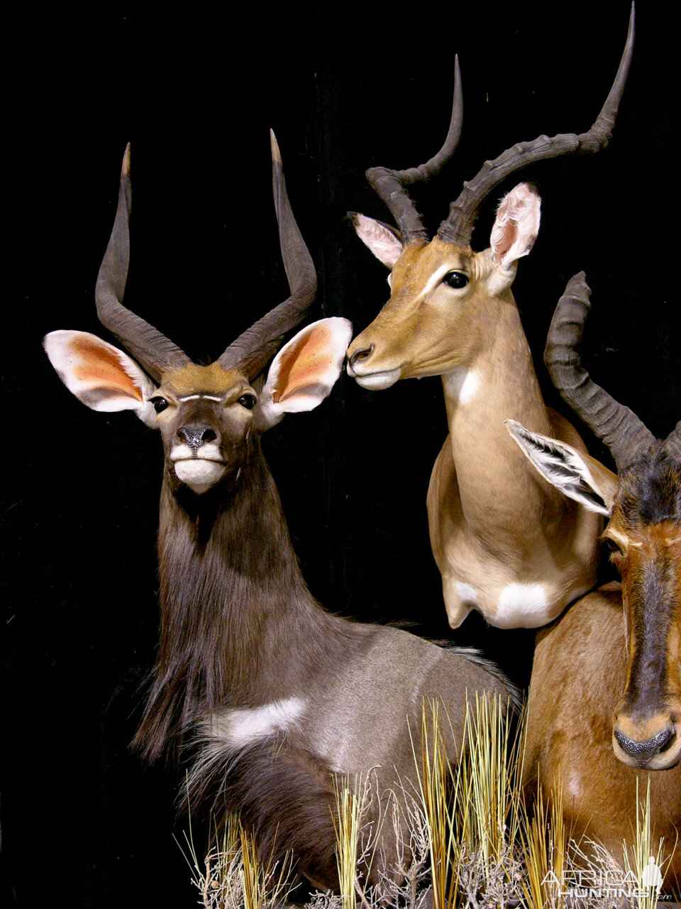 Triple D Taxidermy