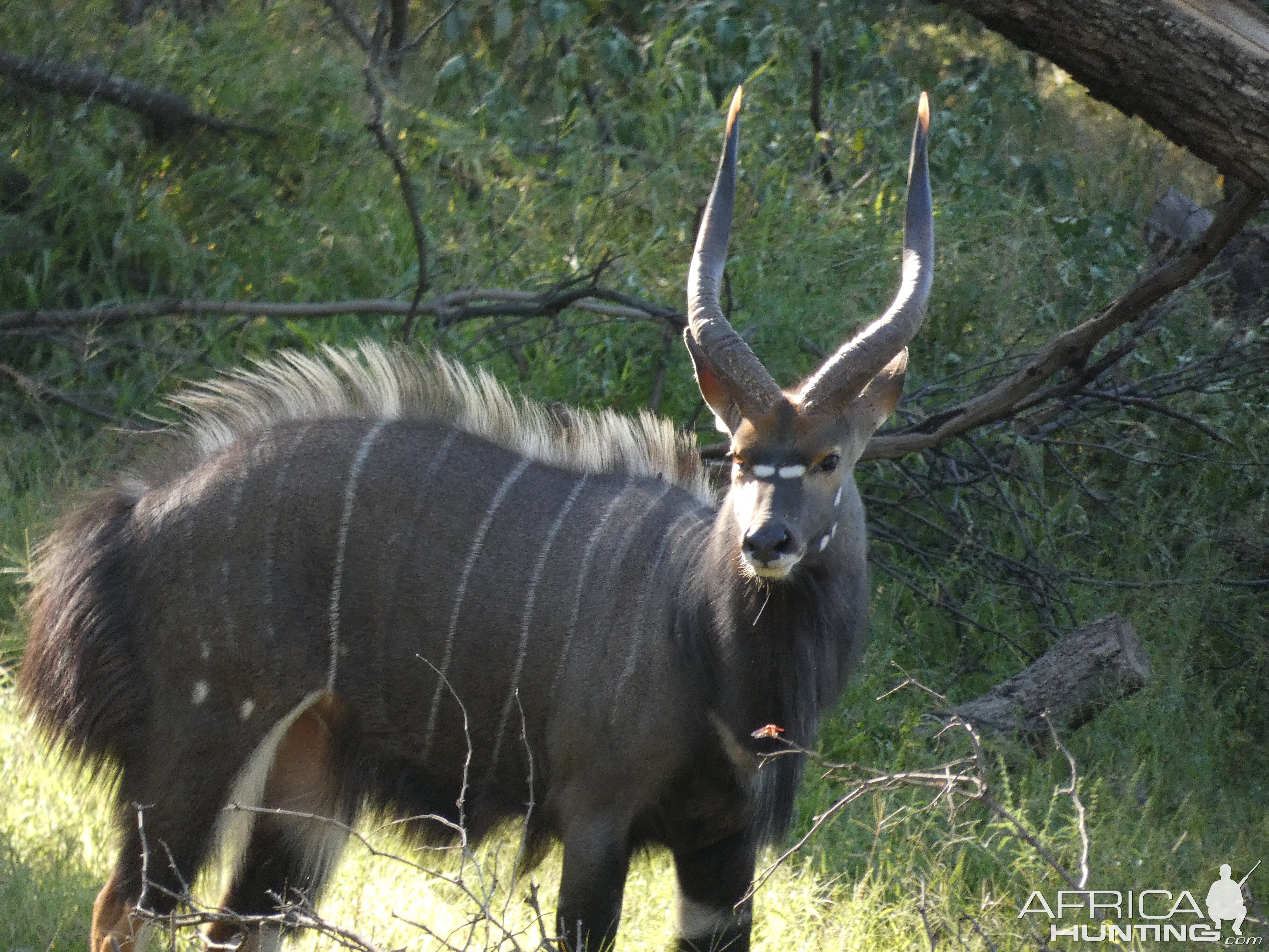 Nyala in South Africa