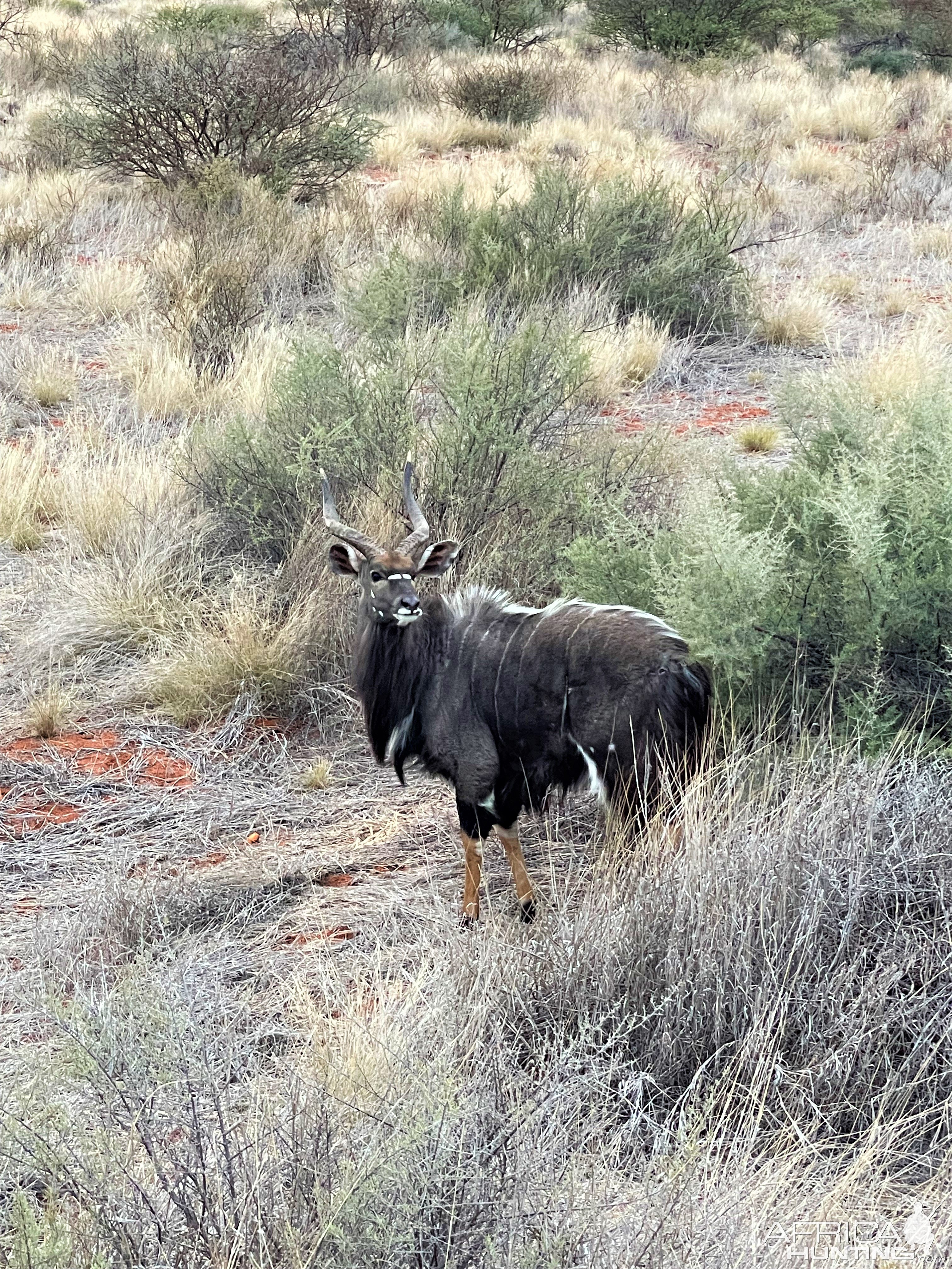 Nyala Kalahari South Africa