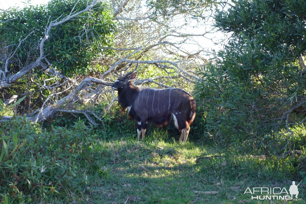 Nyala Port Elizabeth South Africa