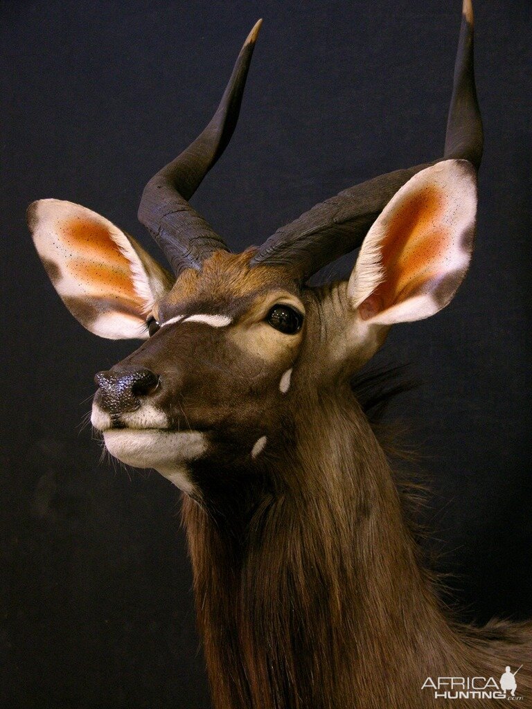 Nyala  Shoulder Mount Taxidermy  Close Up