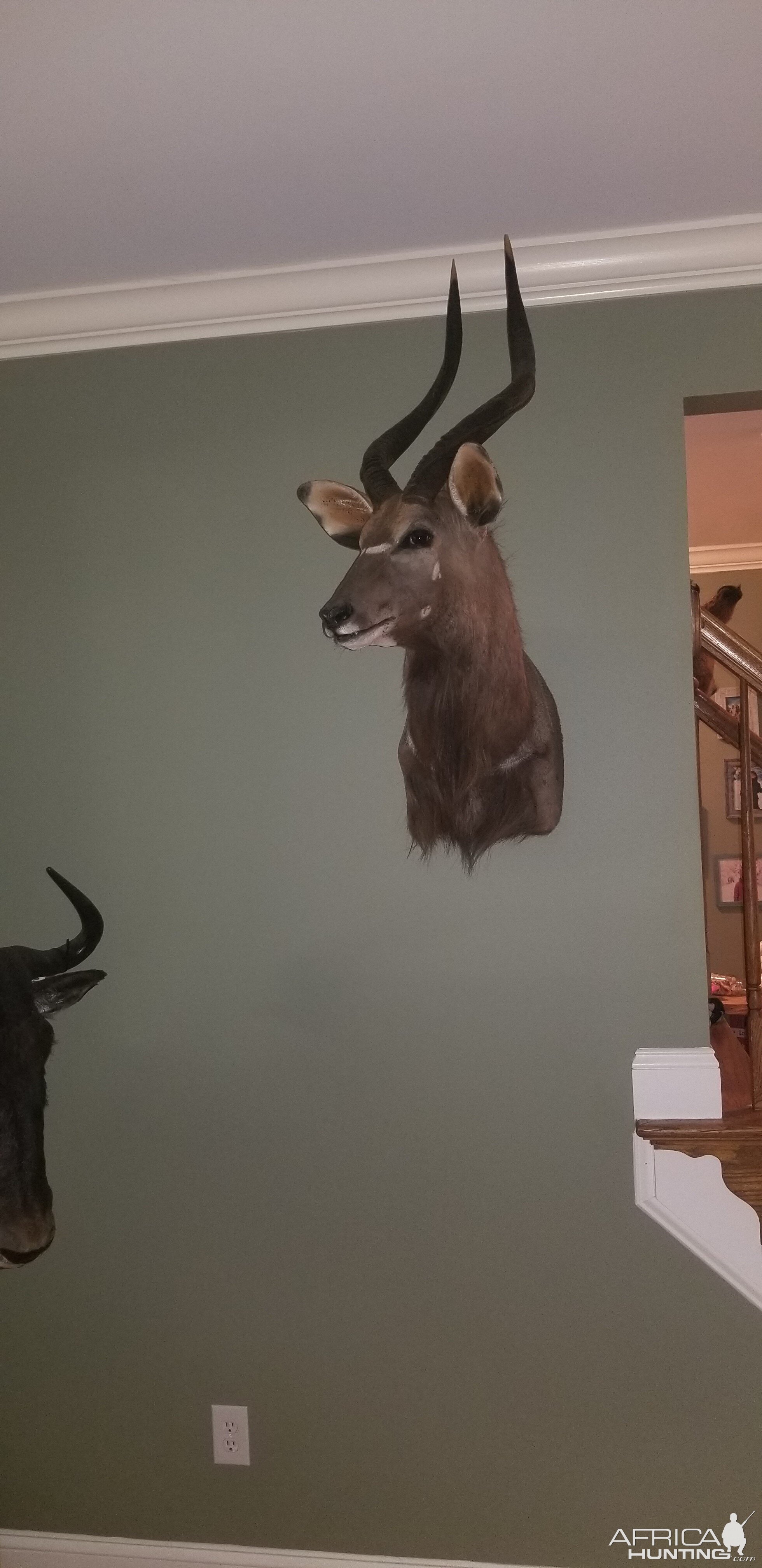 Nyala Shoulder Mount Taxidermy