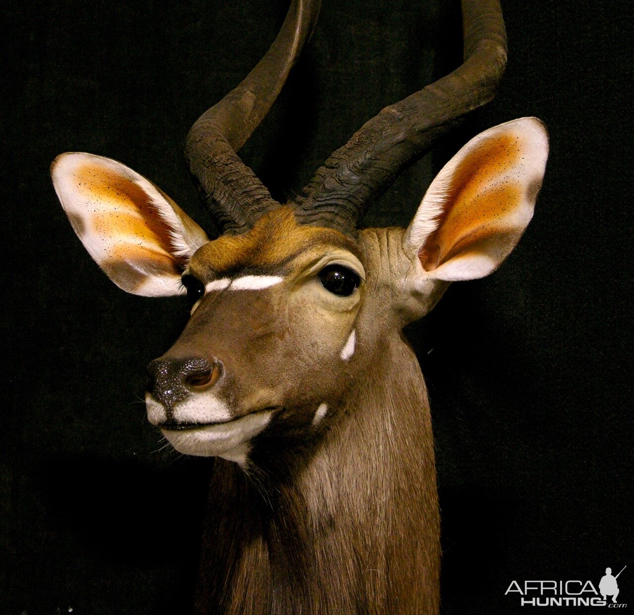 Nyala Shoulder Mount Taxidermy