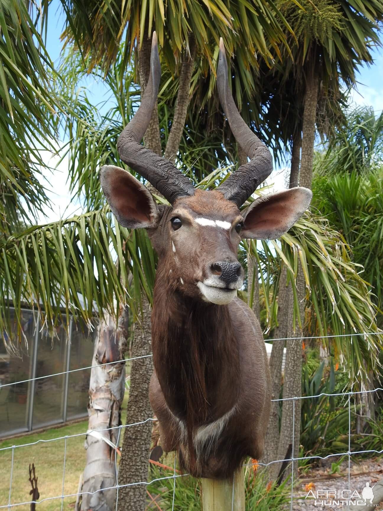 Nyala Shoulder Mount Taxidermy