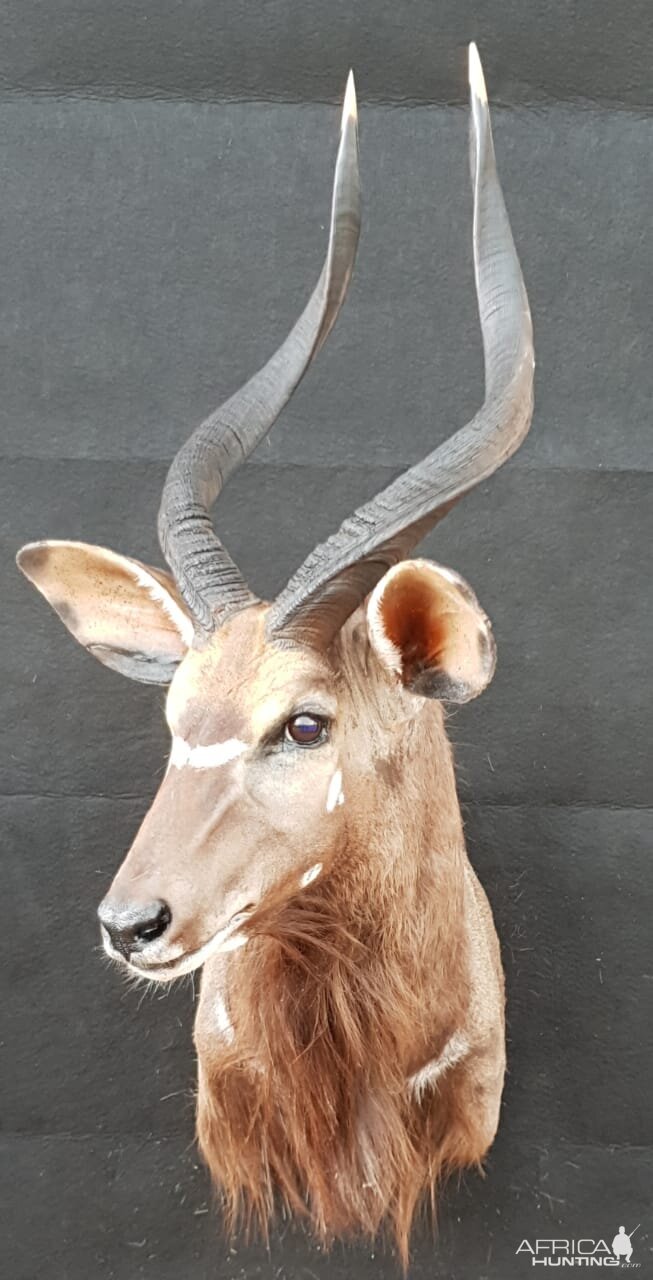 Nyala Shoulder Mount Taxidermy