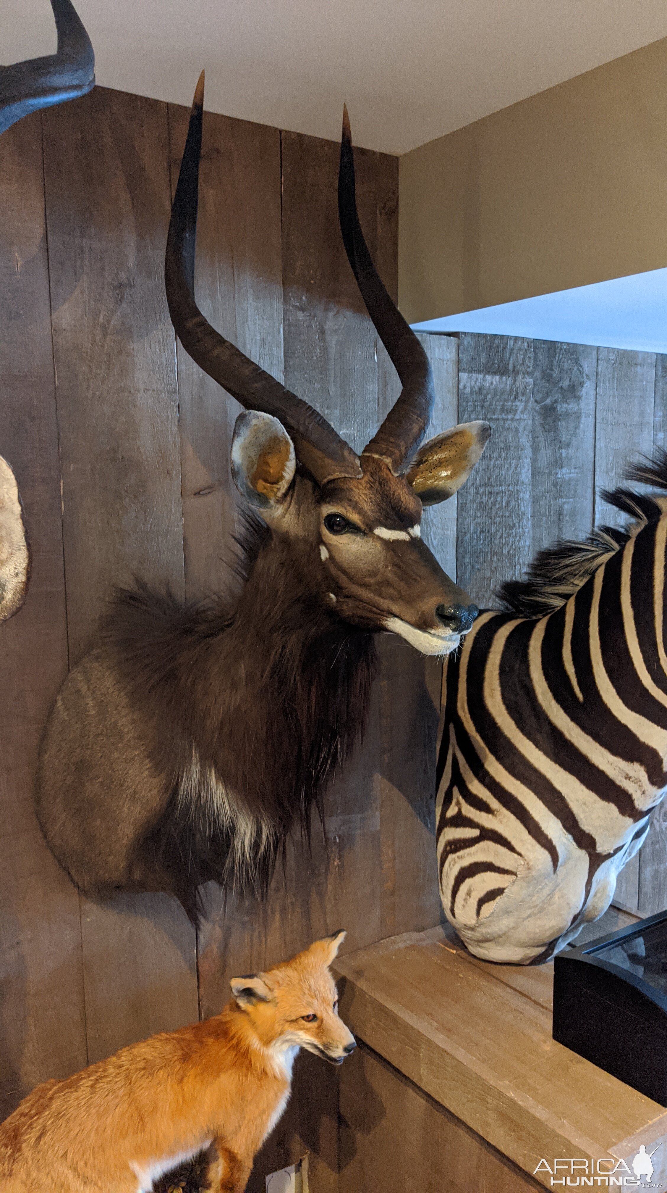 Nyala Shoulder Mount Taxidermy