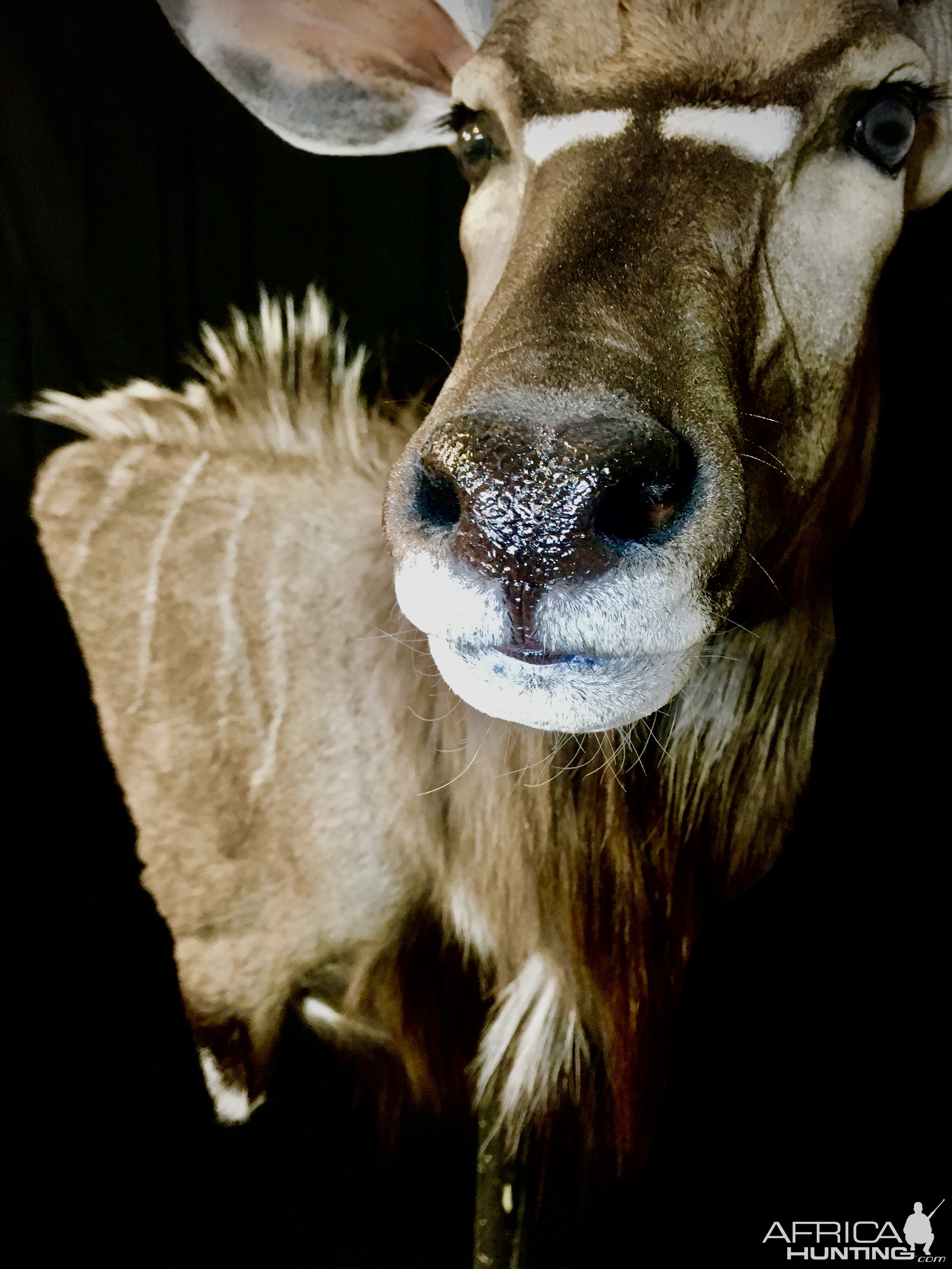 Nyala Shoulder Mount Taxidermy