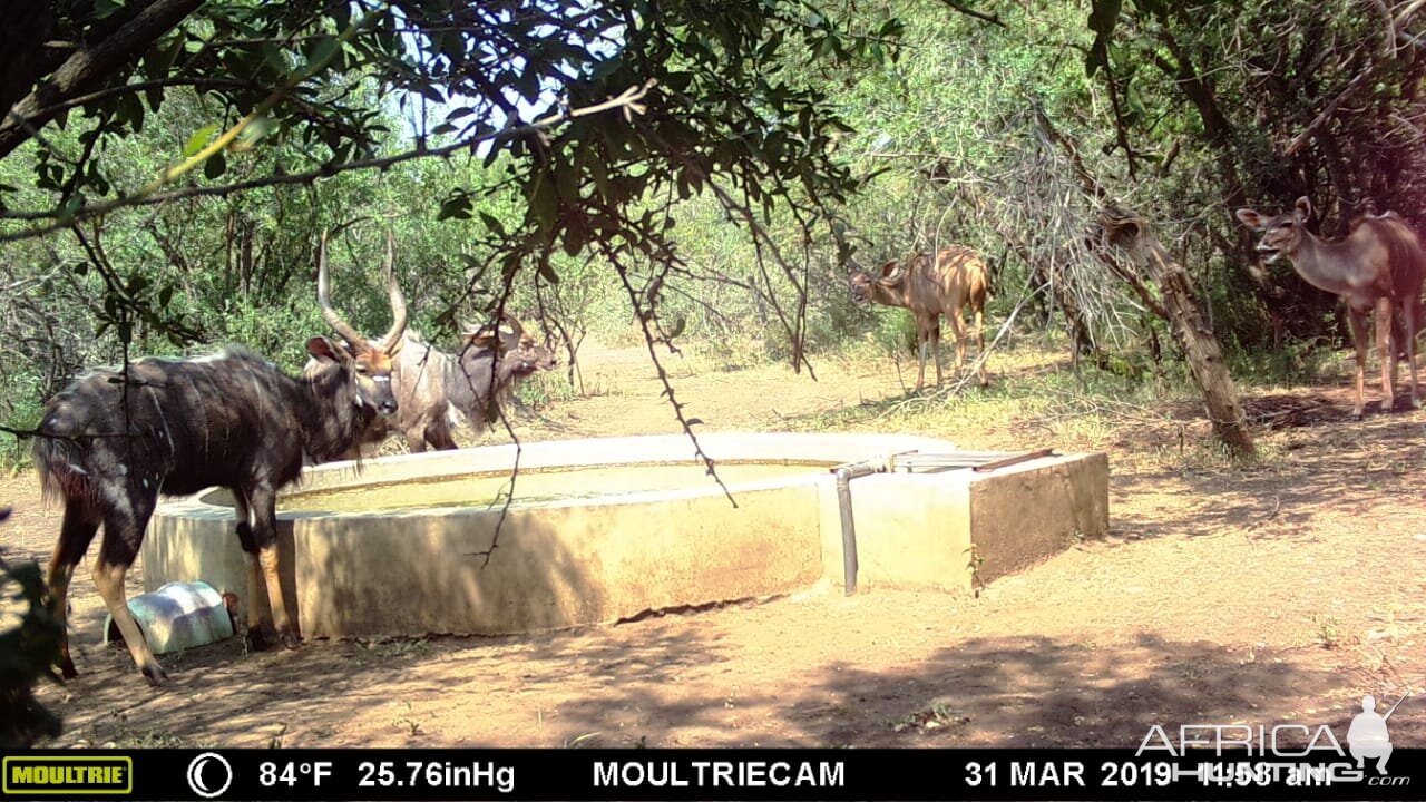 Nyala Trail Cam Pictures South Africa