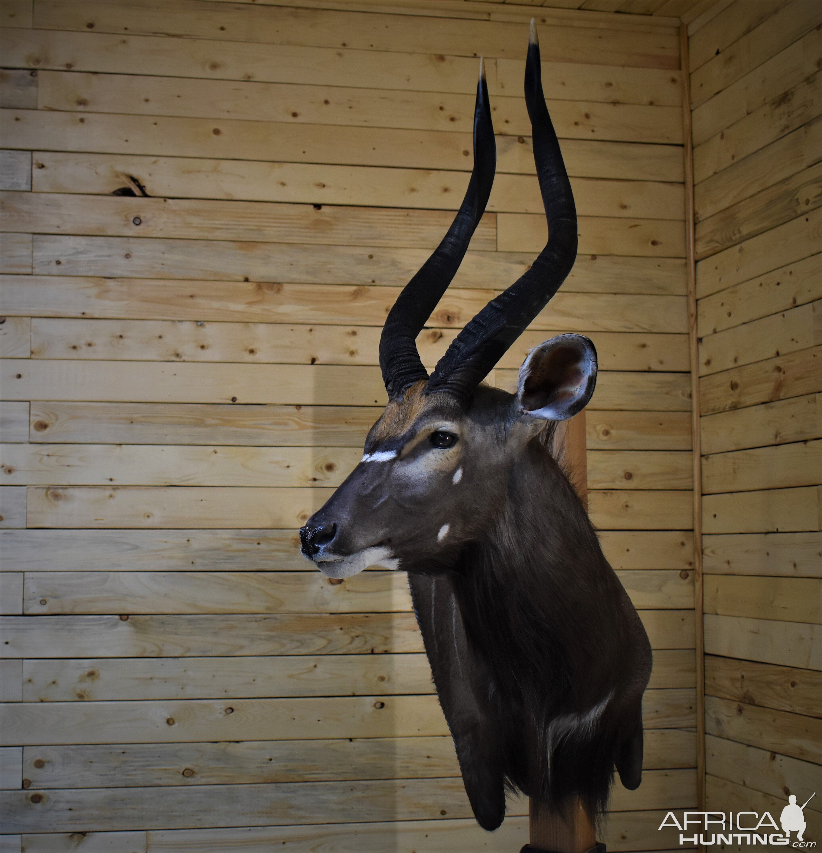 Nyala Wall Mount Taxidermy