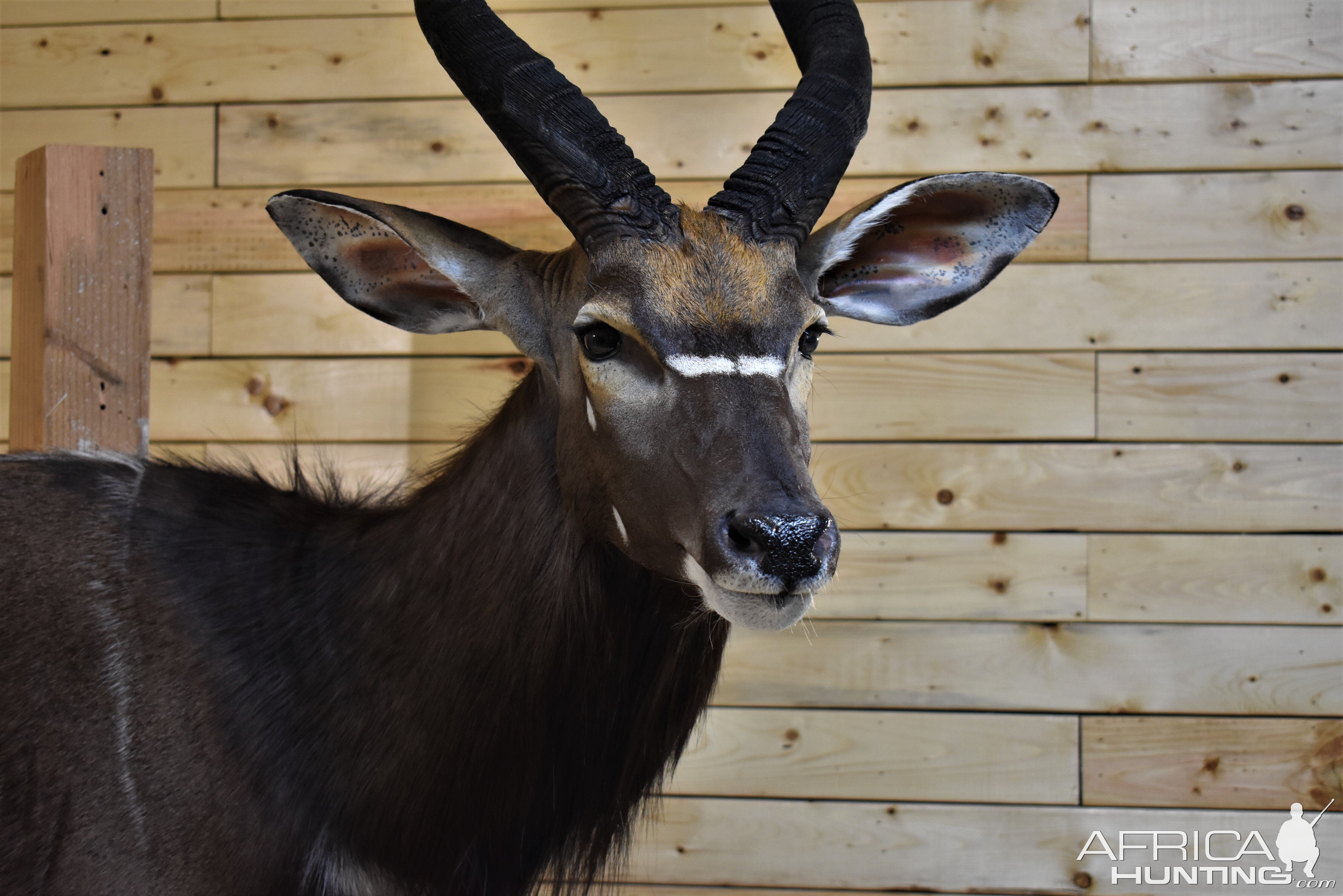 Nyala Wall Mount Taxidermy