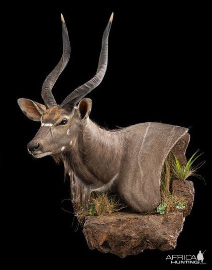 Nyala Wall Pedestal On Custom Base