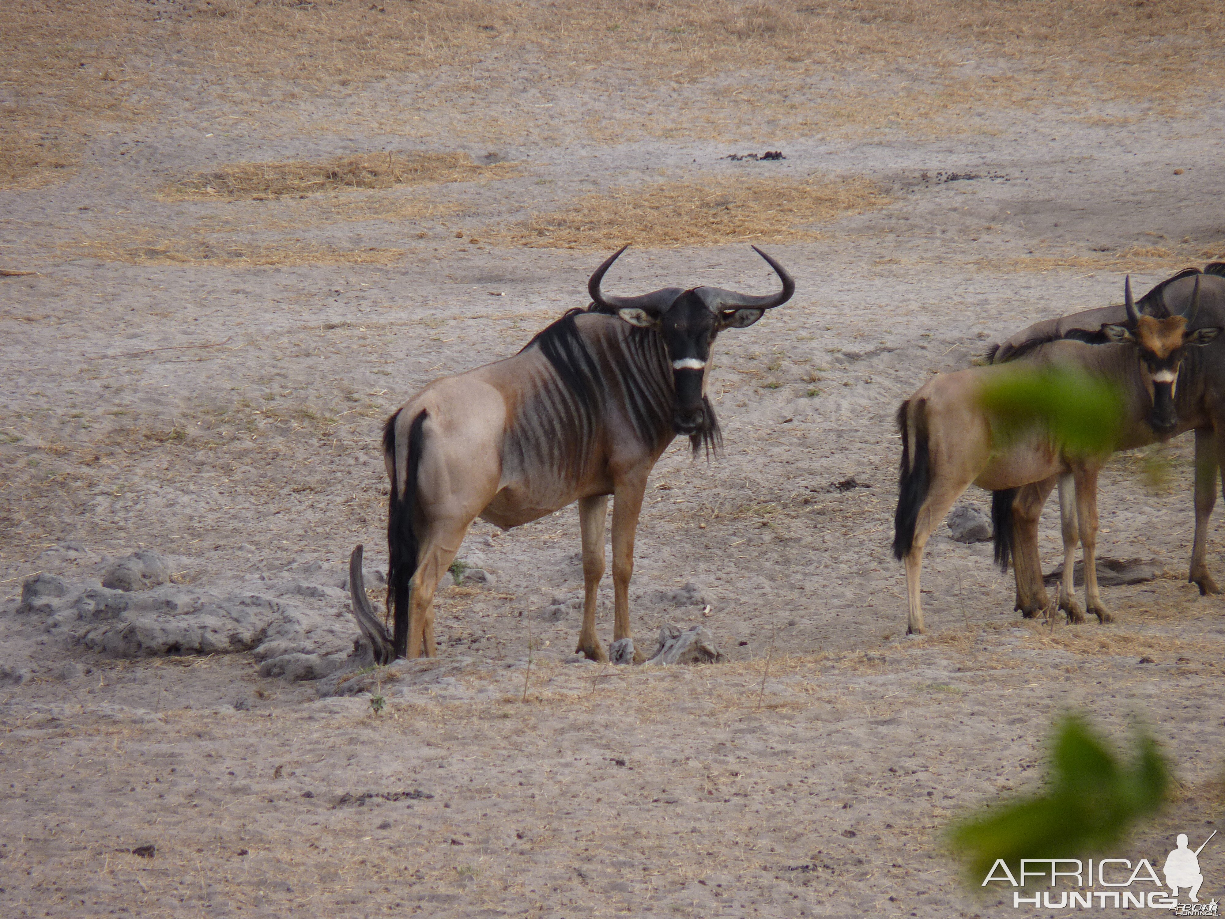 Nyasaland Gnu in Tanzania