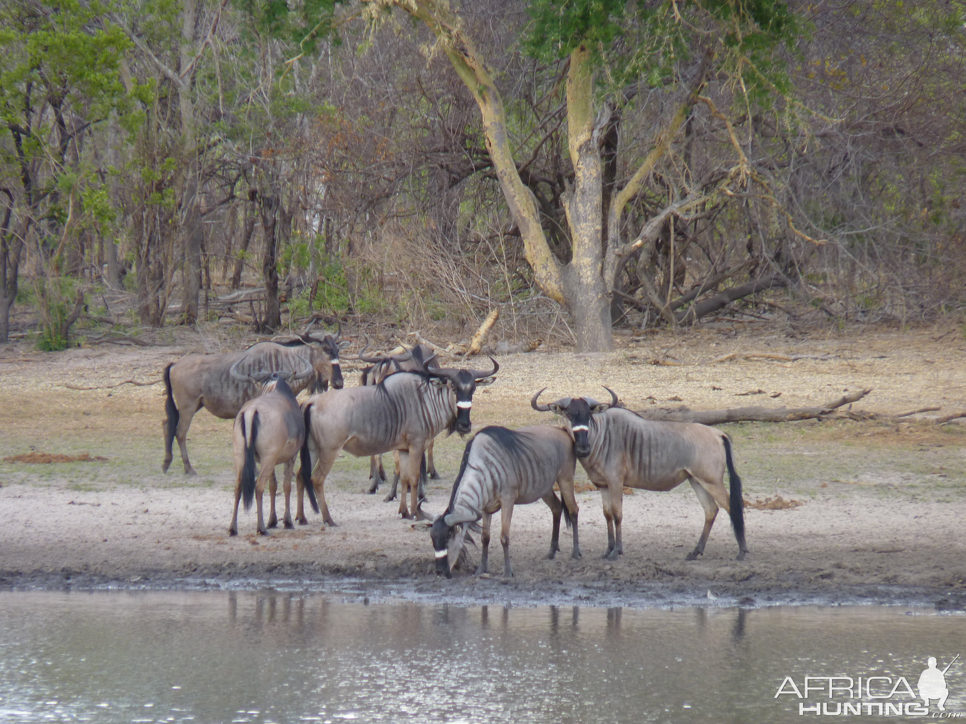 Nyasaland Gnu in Tanzania