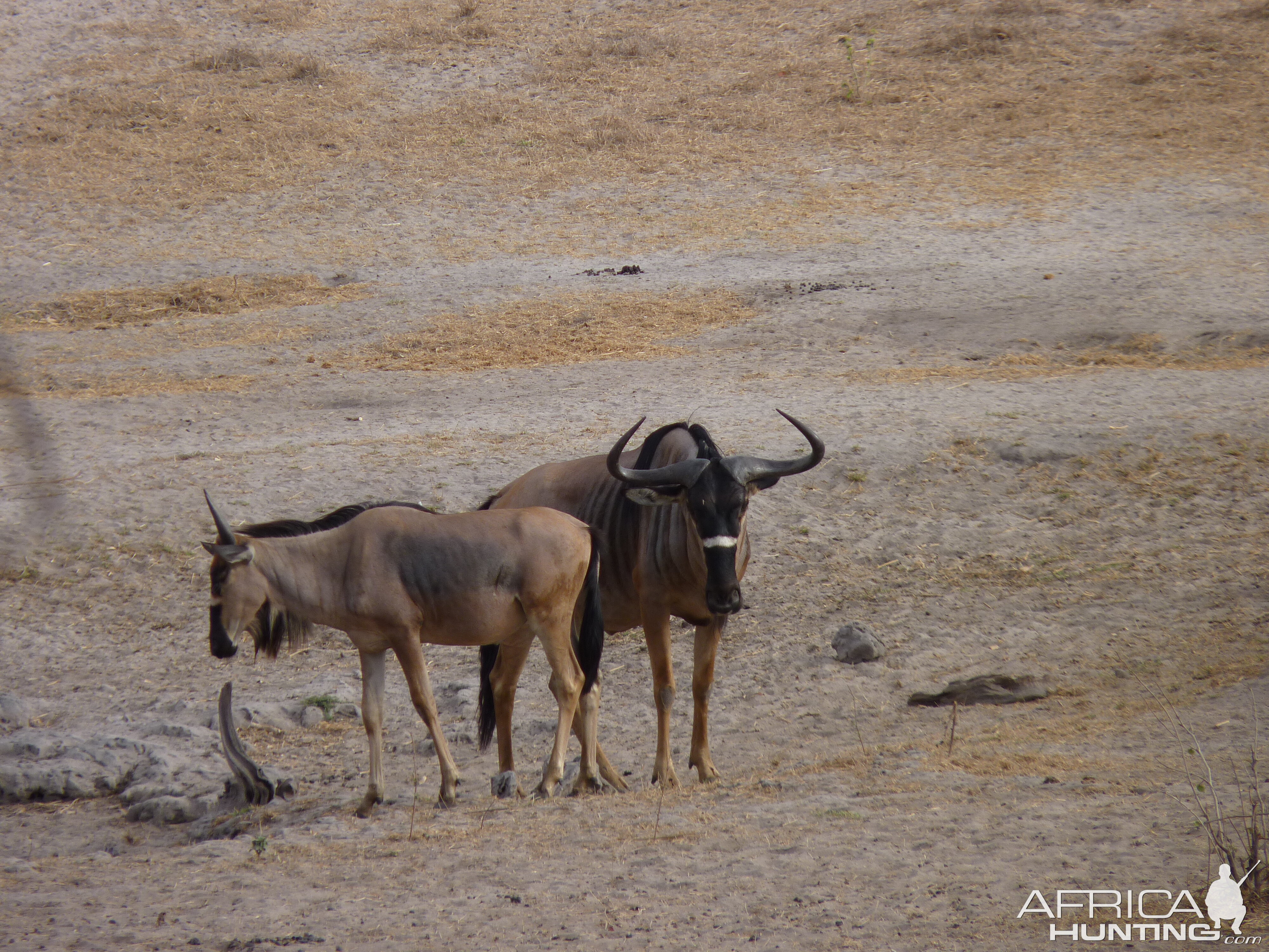 Nyasaland Gnu in Tanzania