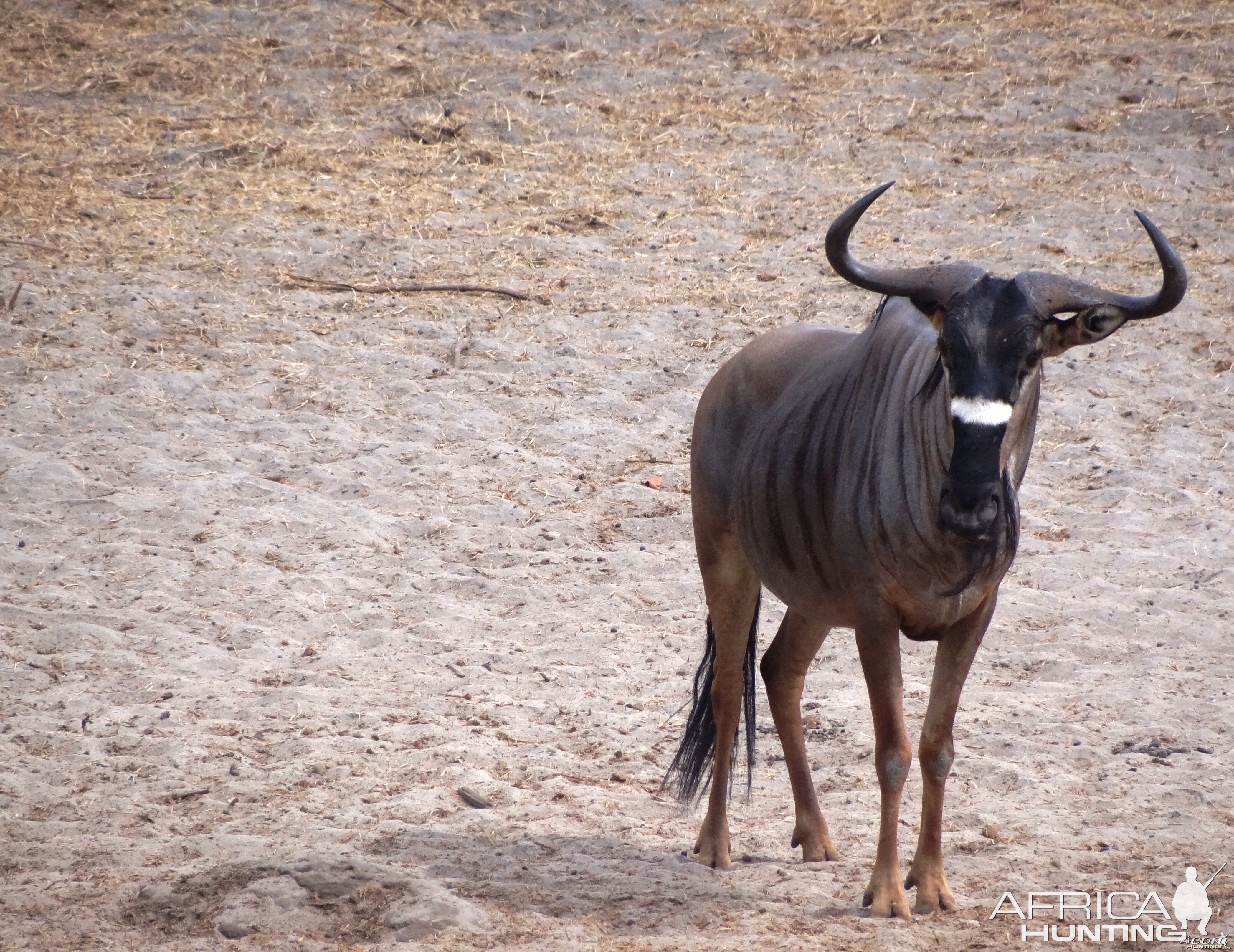 Nyasaland Gnu - Tanzania