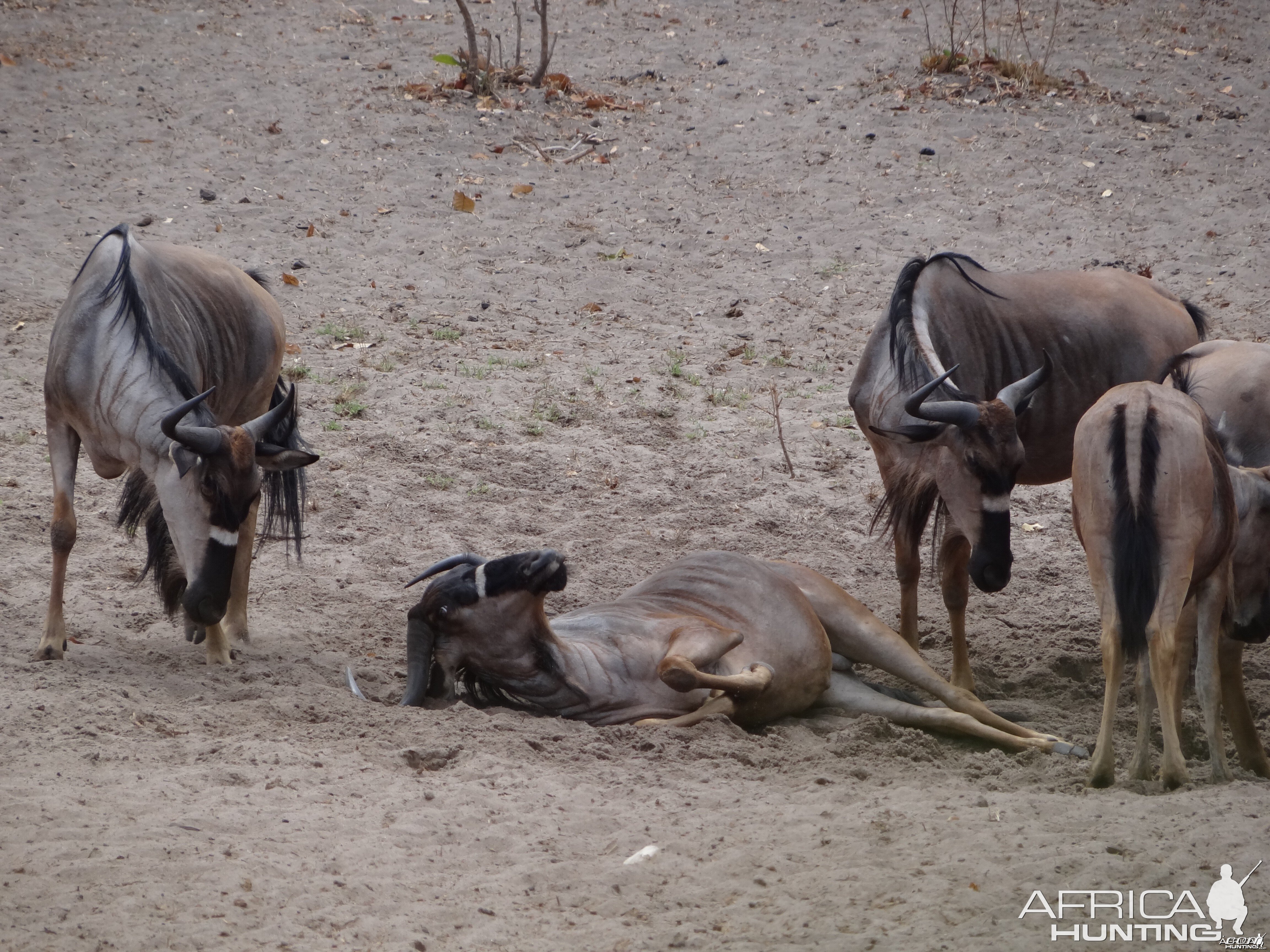 Nyasaland Gnu