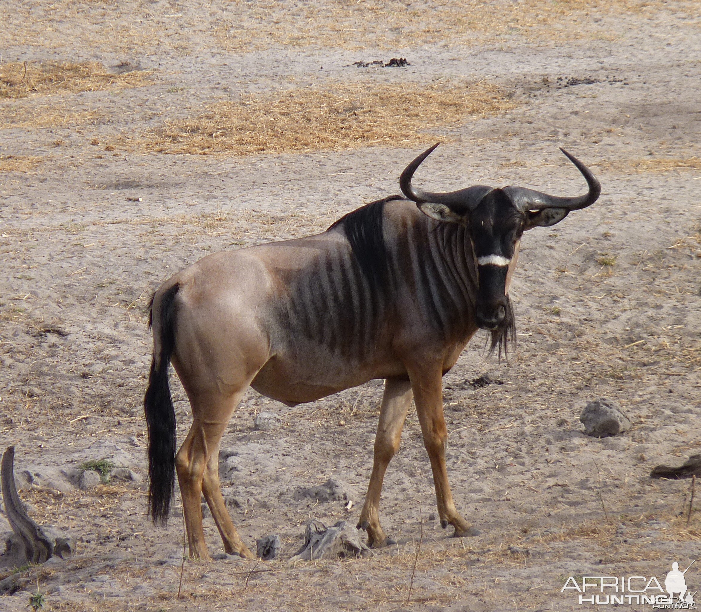 Nyassaland Gnu bull