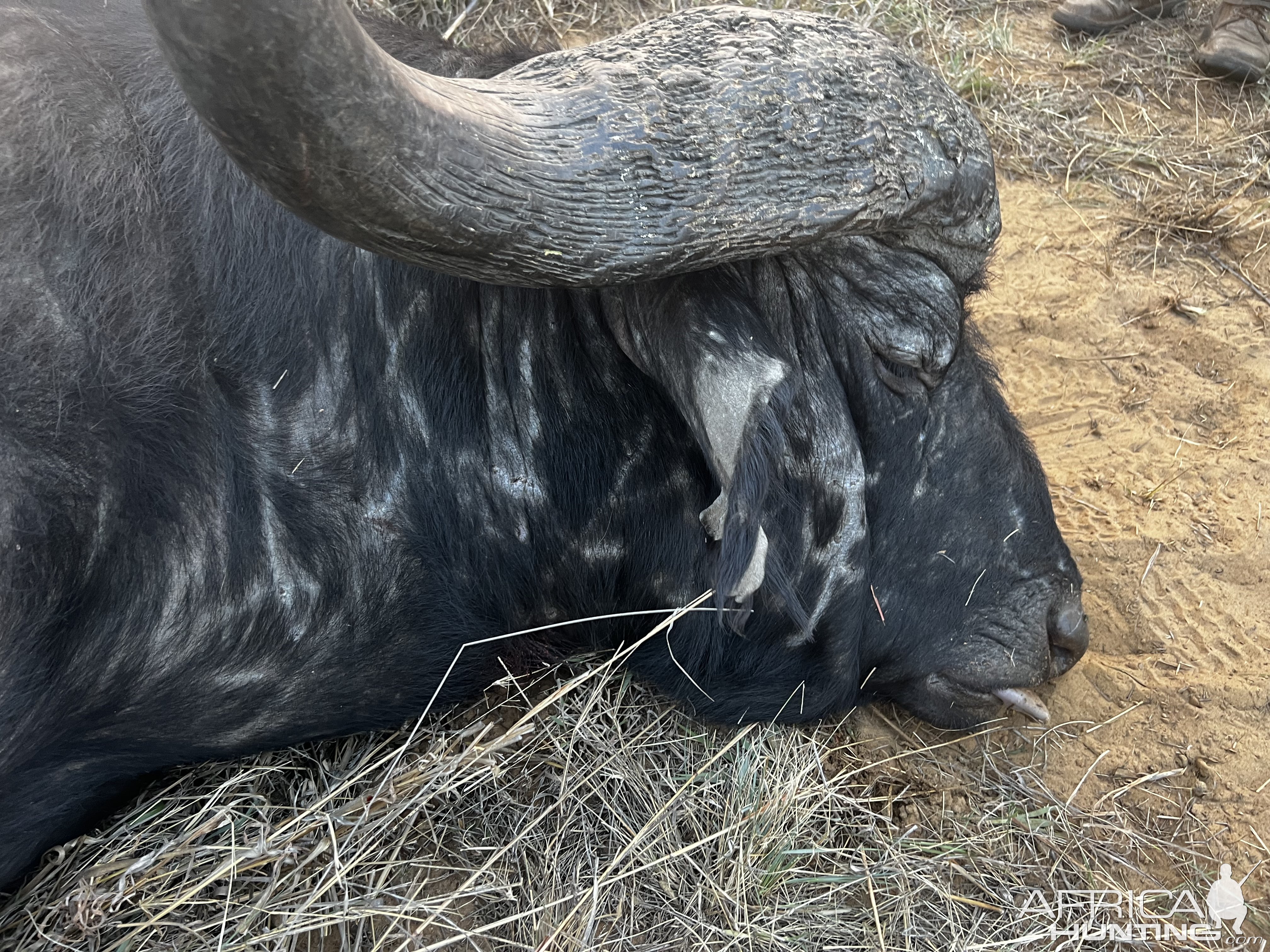 Old Buffalo Bull Hunt South Africa