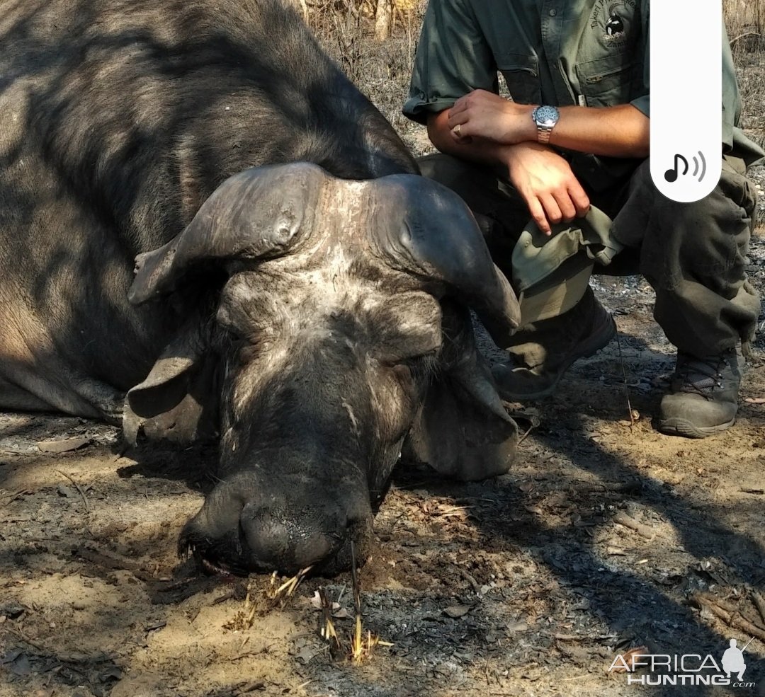 Old Buffalo Bull Hunt Zambia