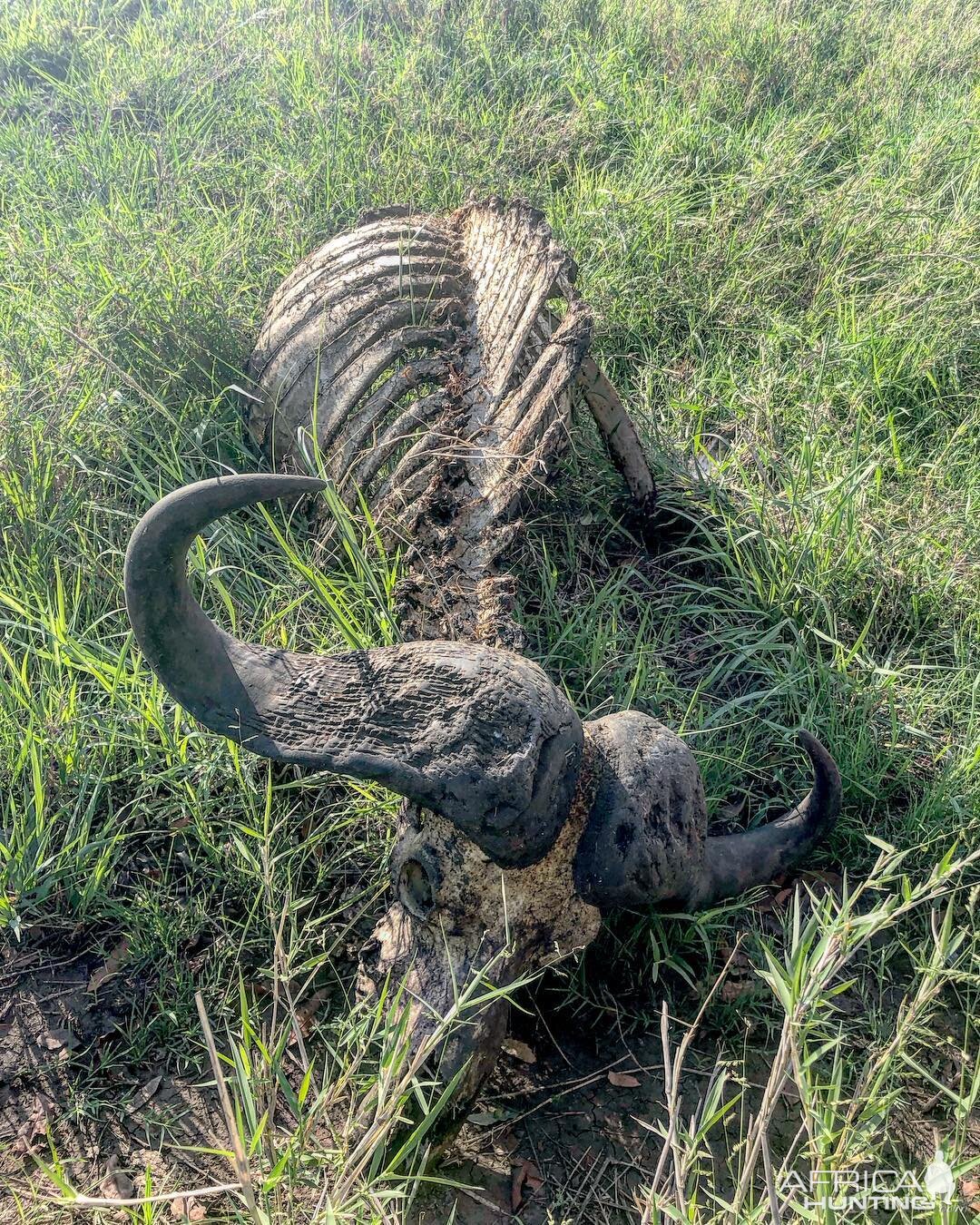 Old Buffalo bull killed by a pride of lions