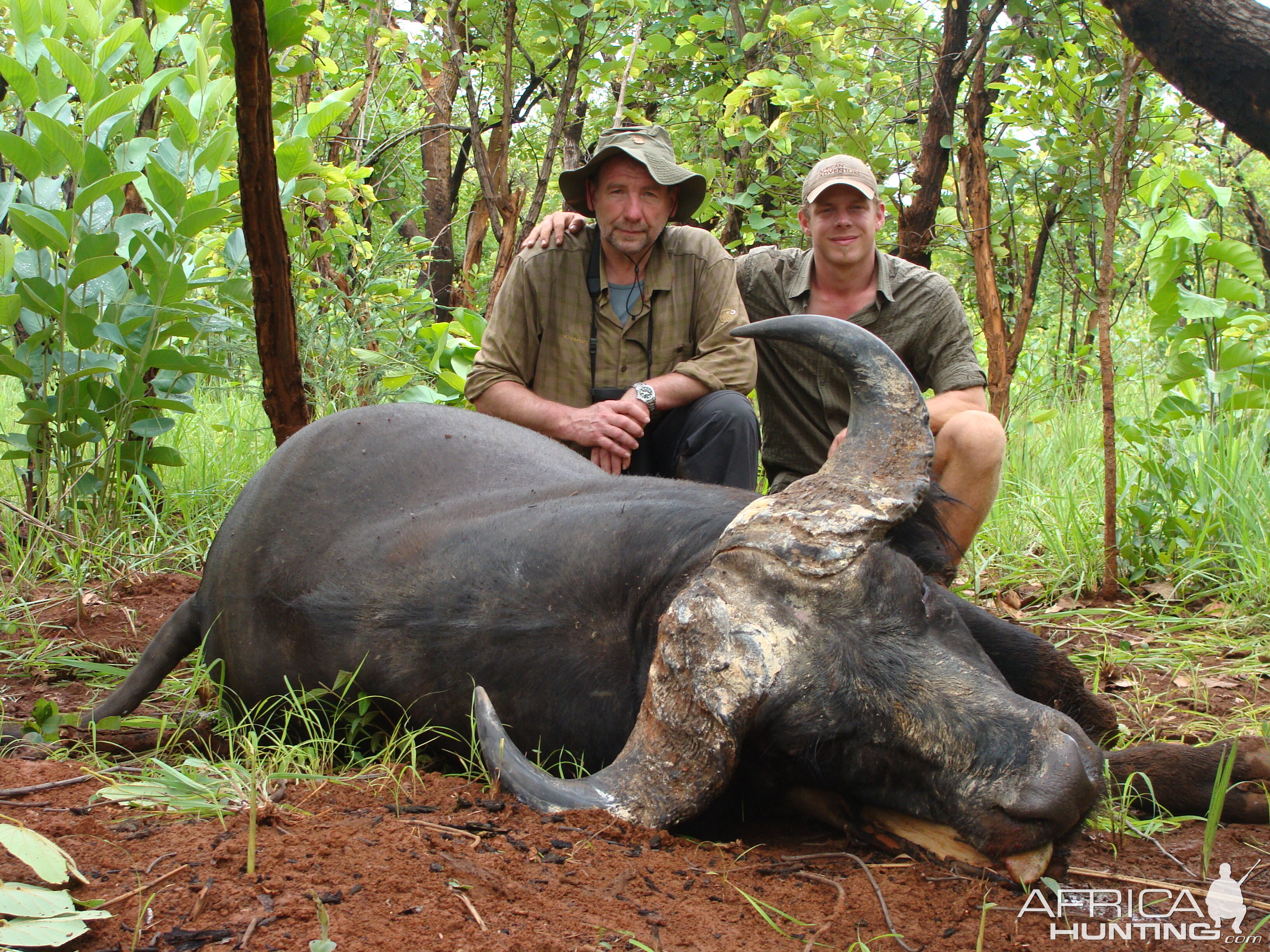 Old Buffalo hunted in CAR with Central African Wildlife Adventures