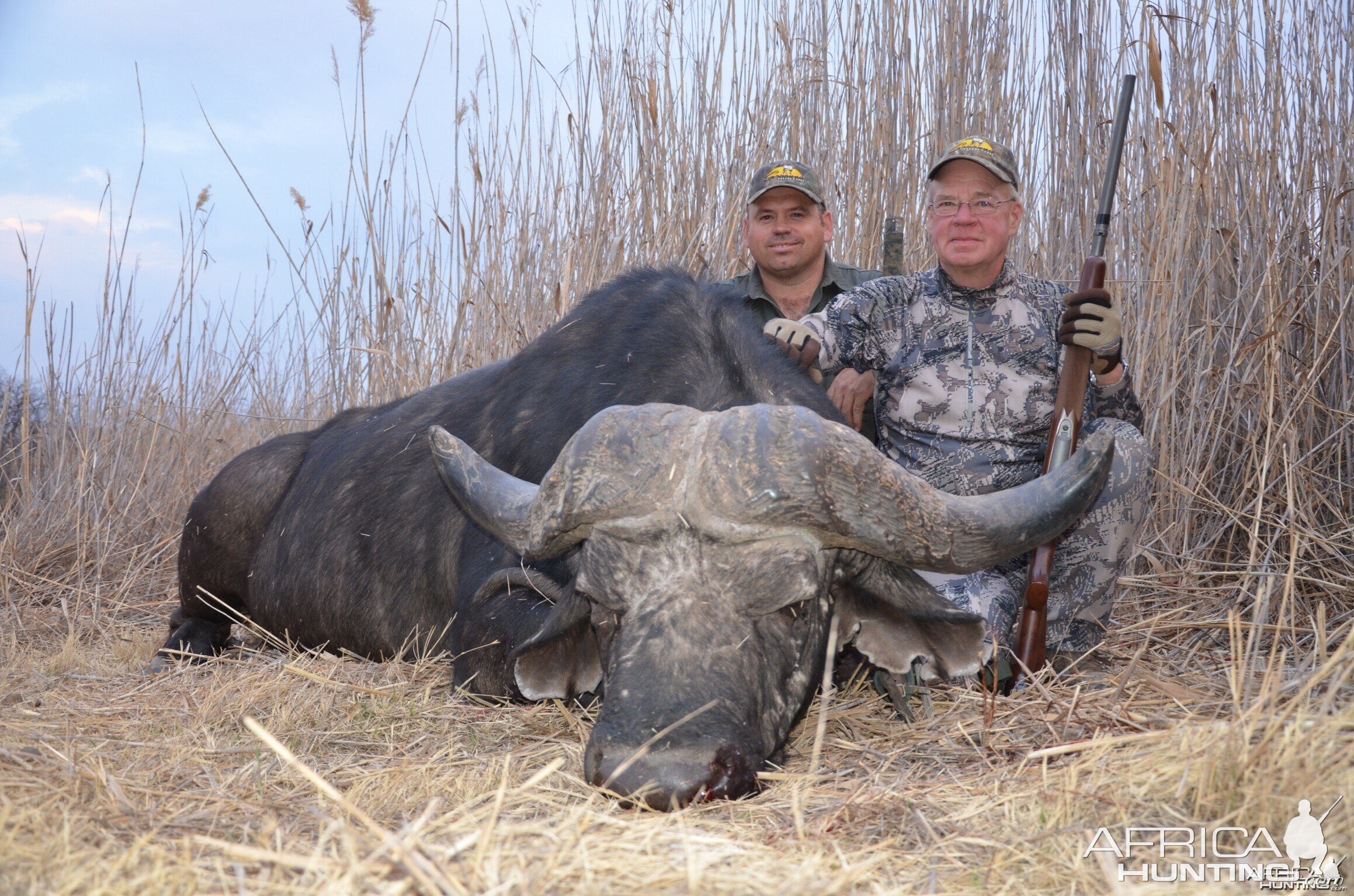 Old bull Cape buffalo