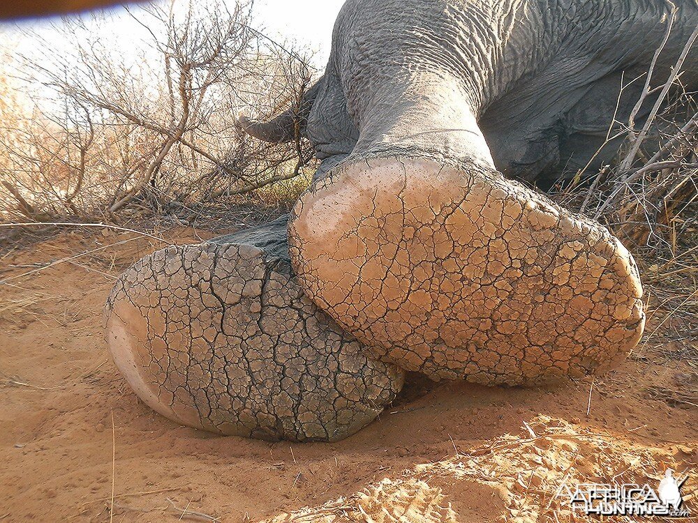 Old bull feet showing well worn sole and big deep cracks