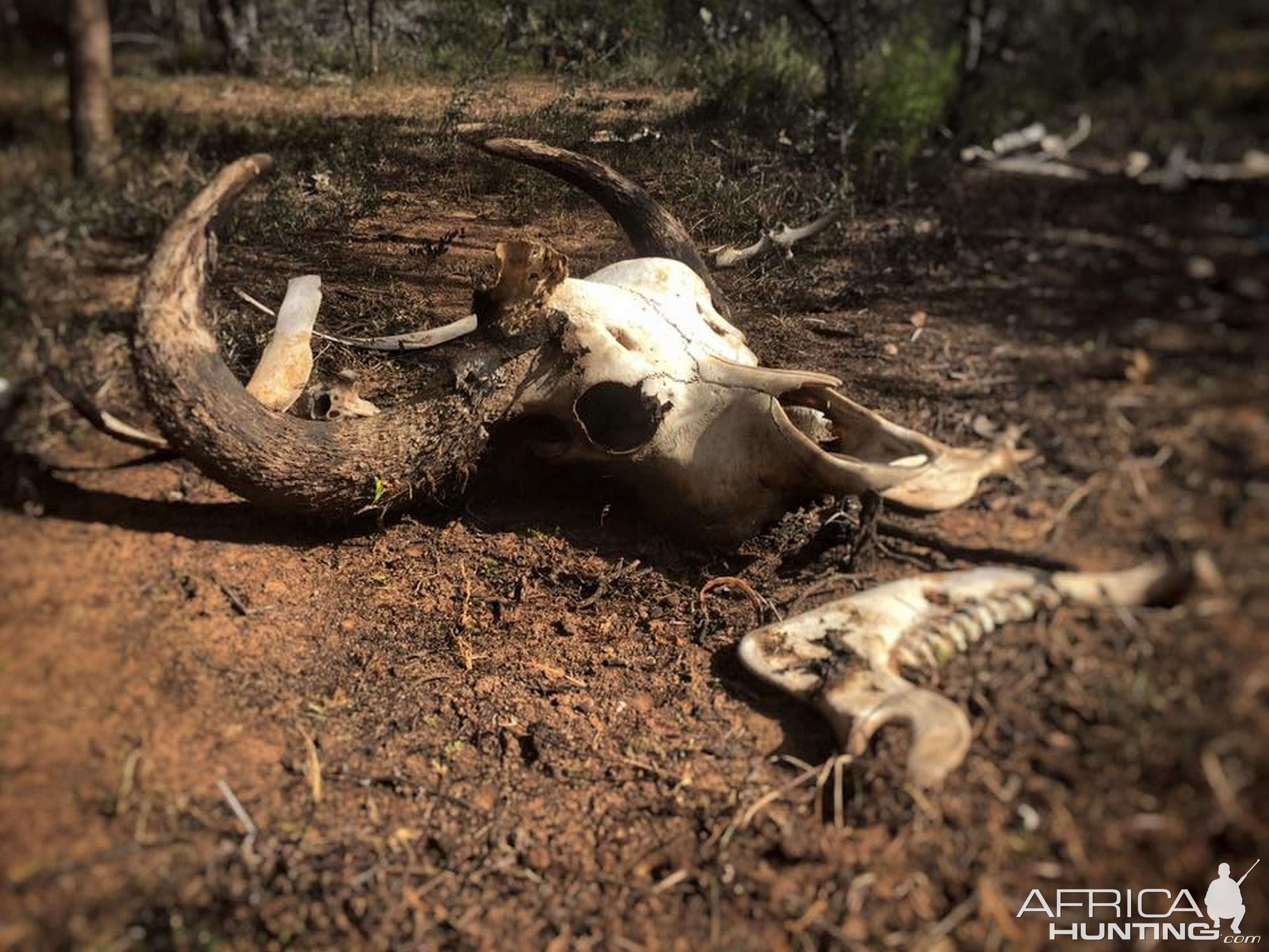 Old Cape Buffalo Skull