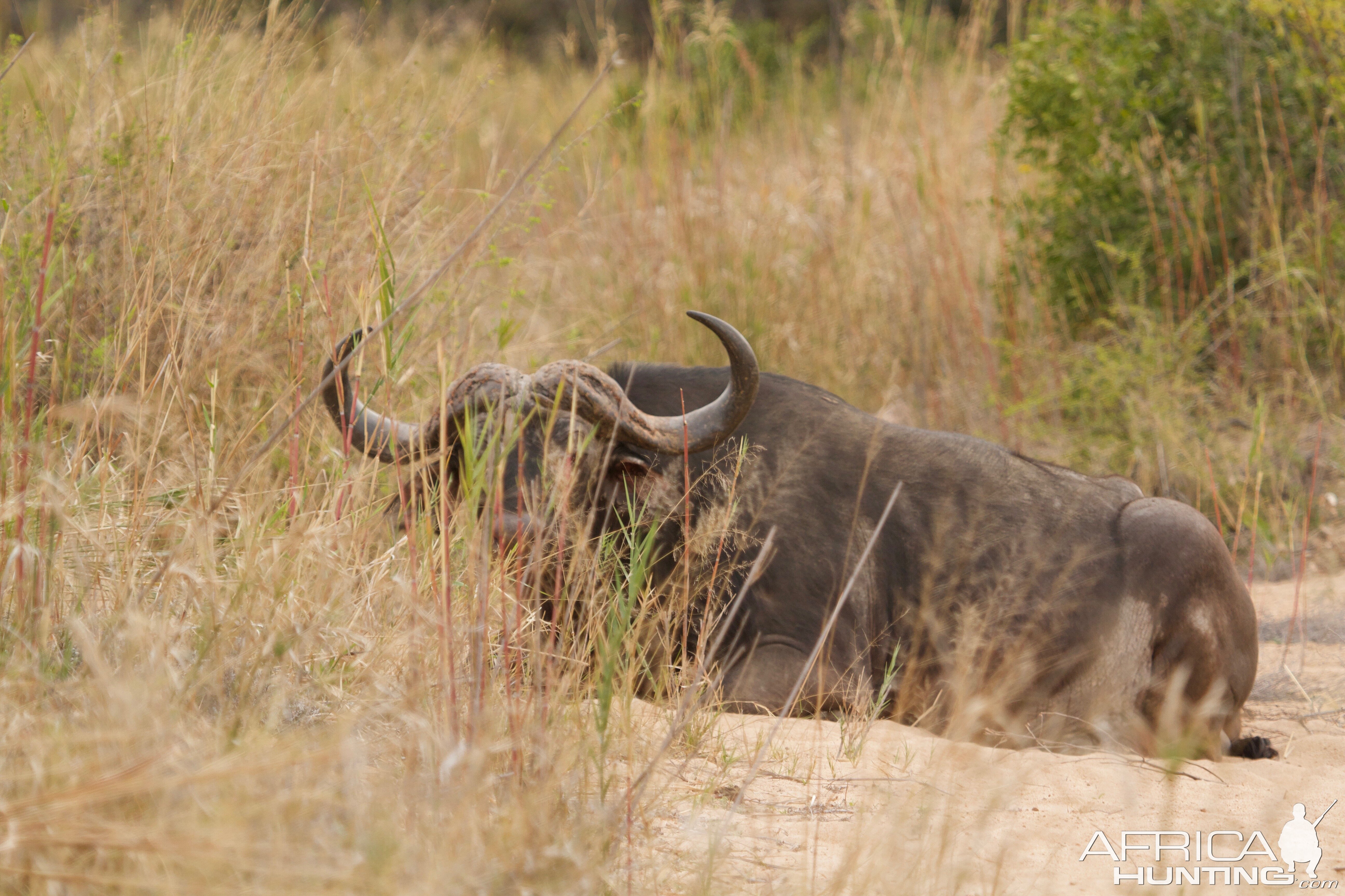 Old Dagga boy on one of our areas