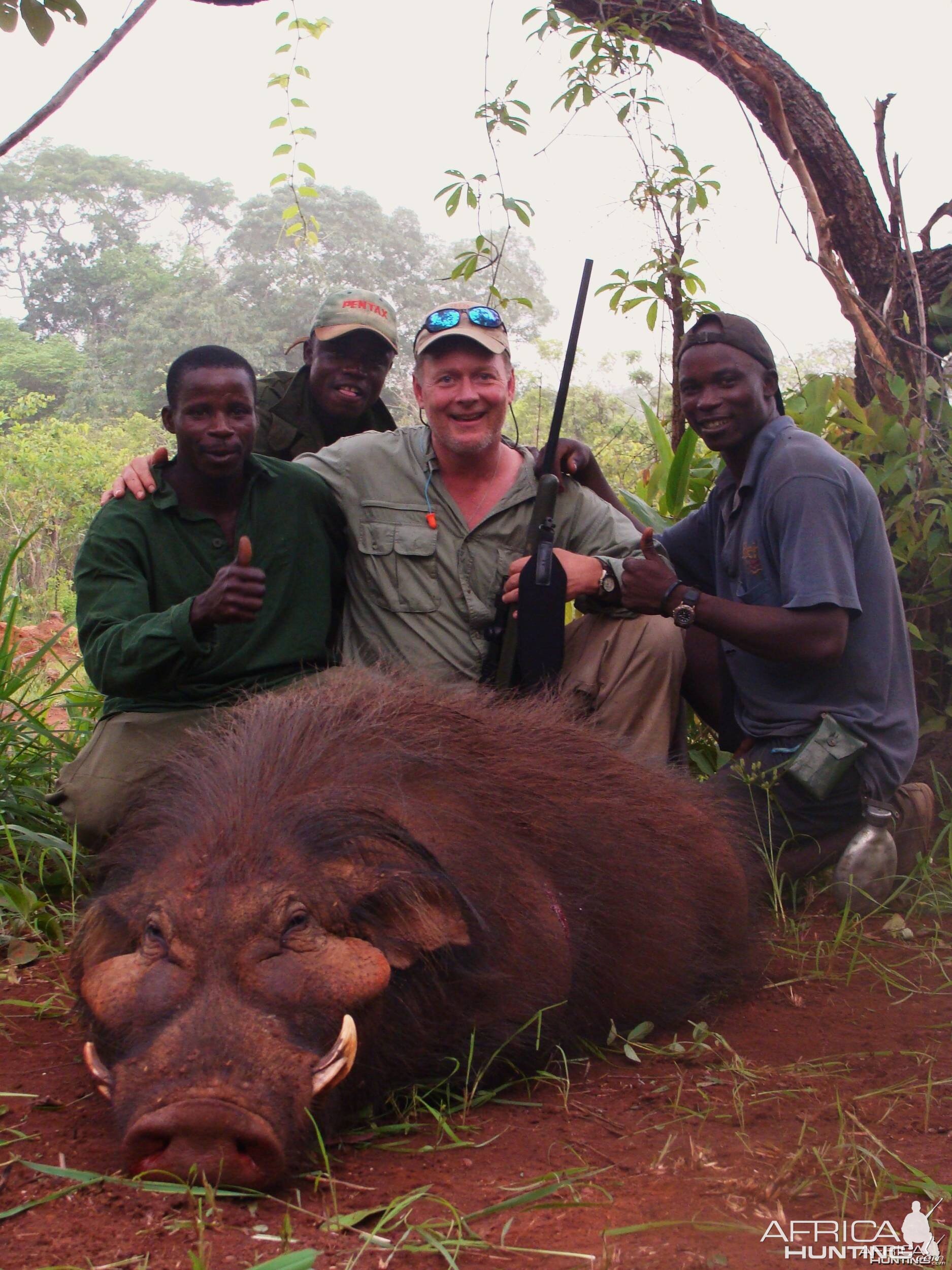 Old Giant forest hog