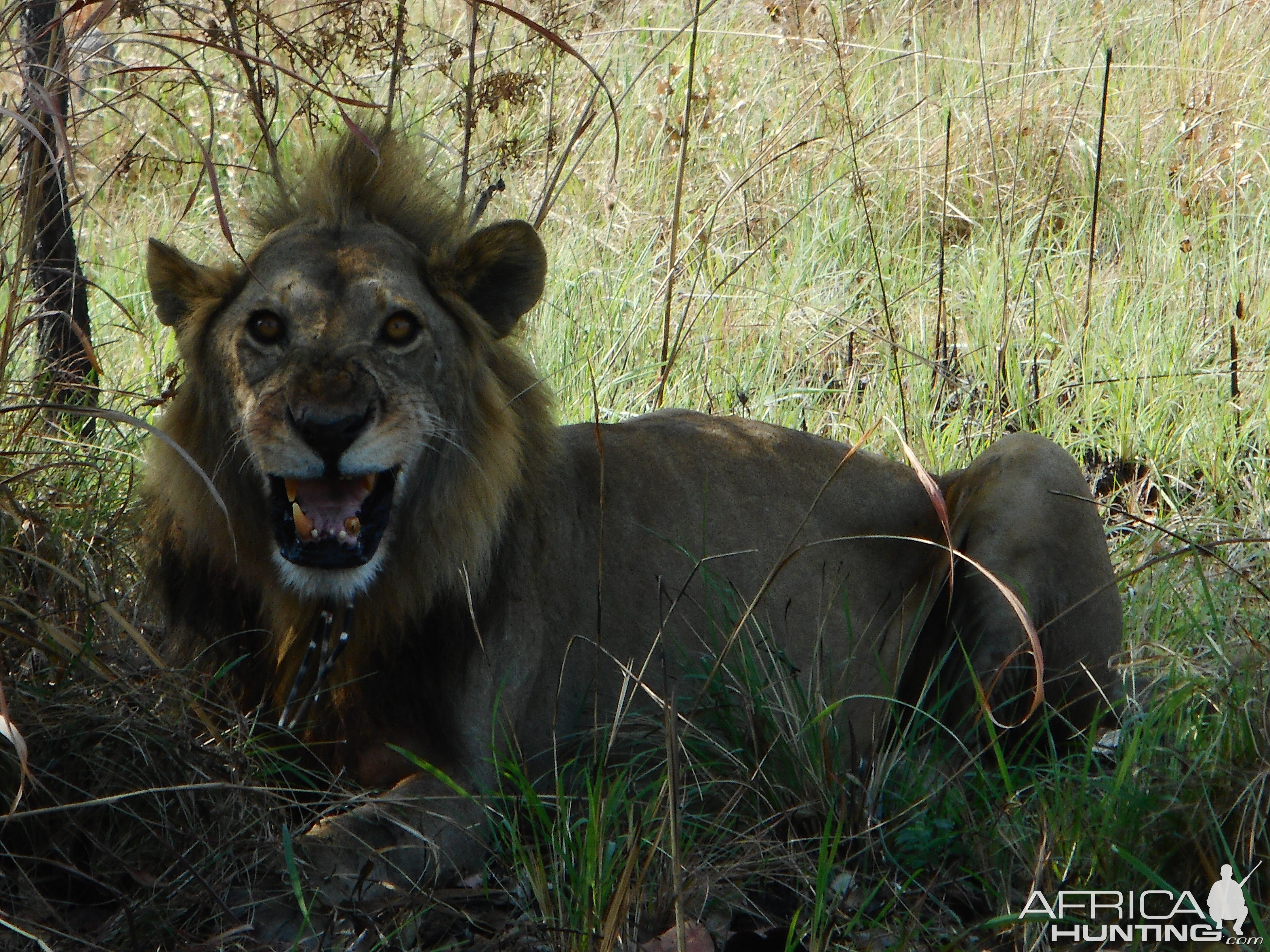 Old Lion spotted while looking for Buffalo