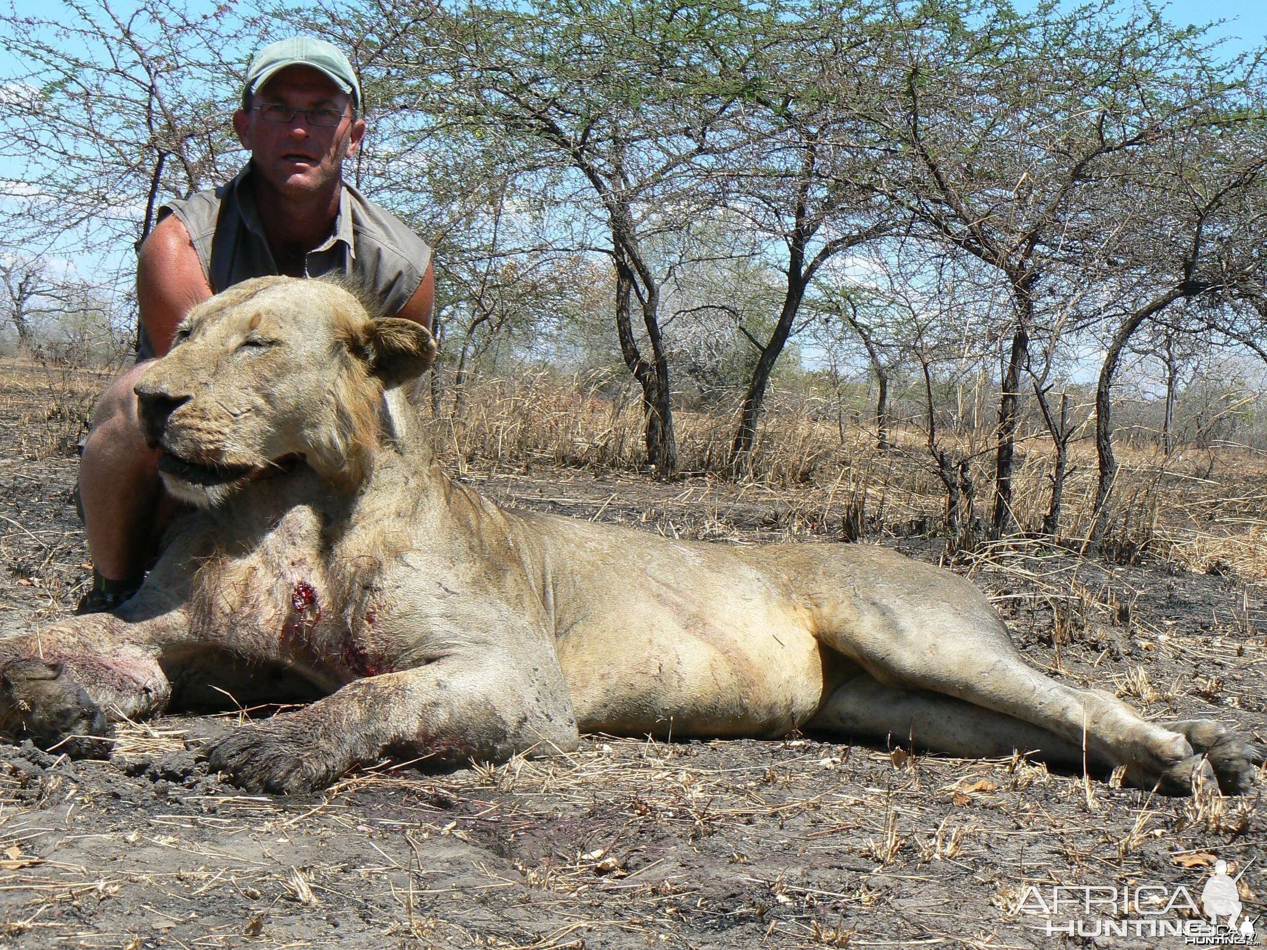 Old mainless lion from Selous Tanzania