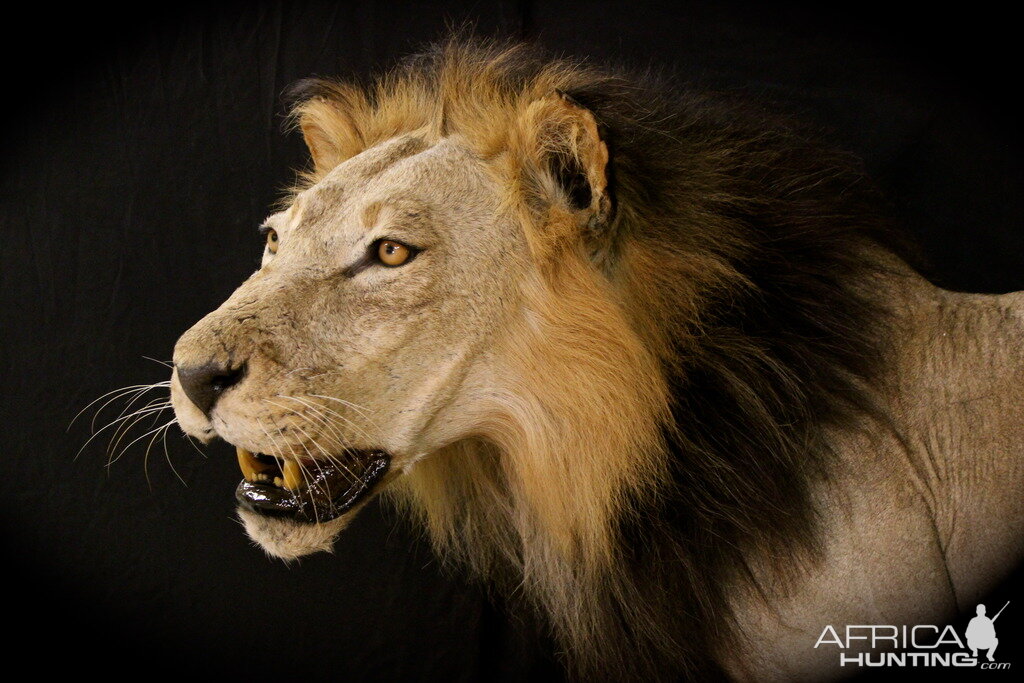 Old Mozambique Lion For Tim Herald Magnum TV Taxidermy