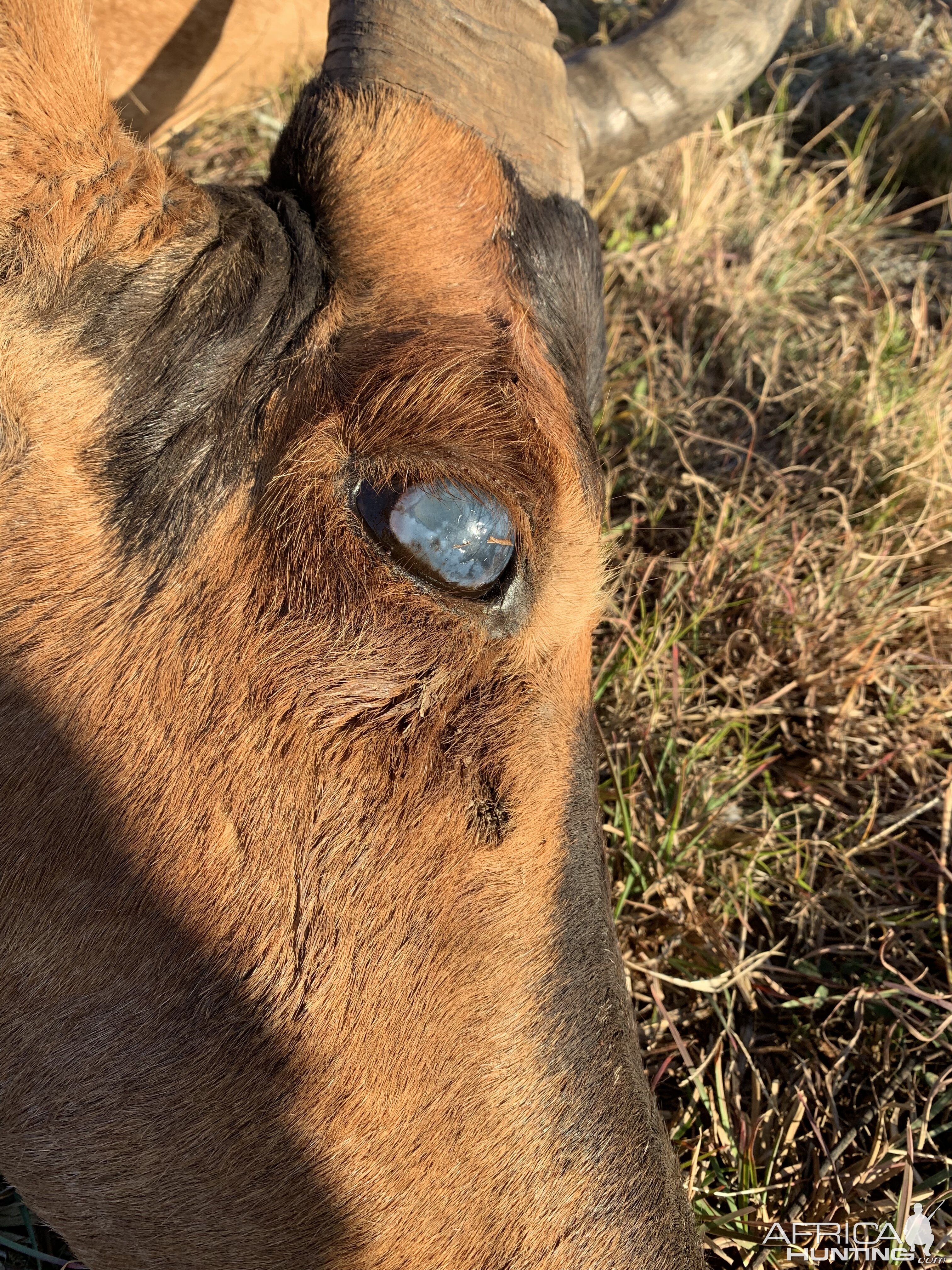Old Red Hartebeest blind in eye
