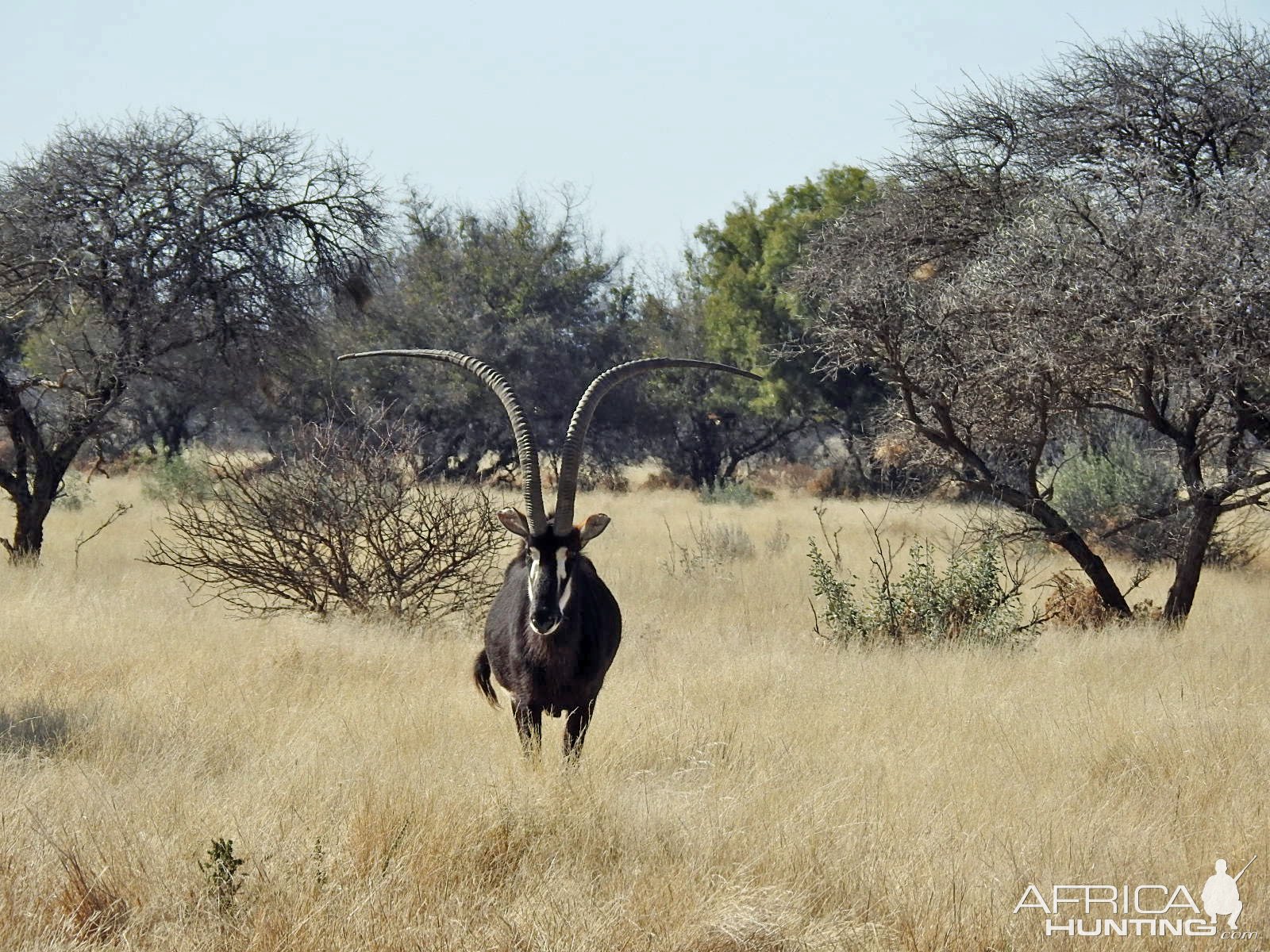 Old Sable South Africa