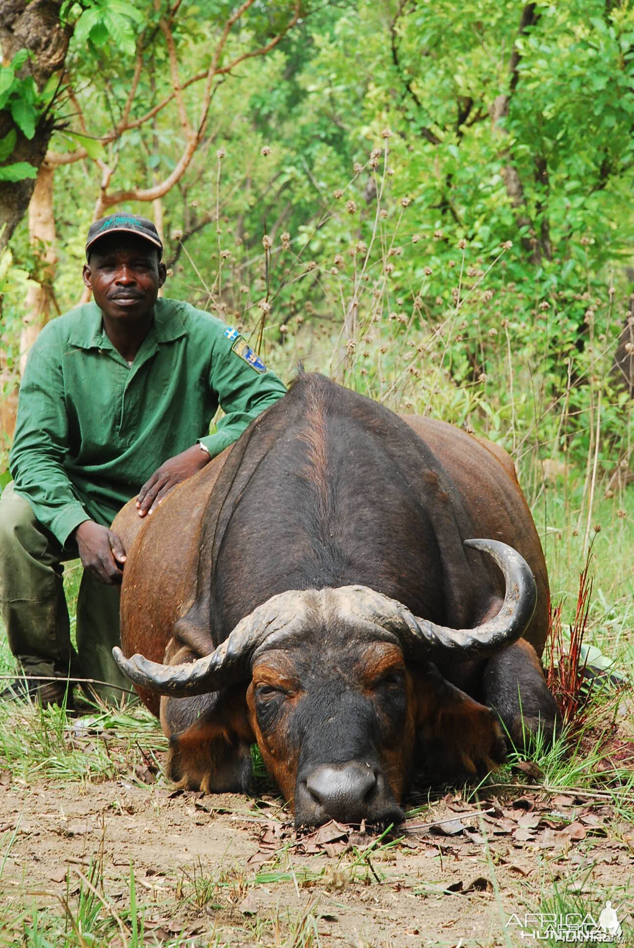 Old worn down Central African Savanna Buffalo