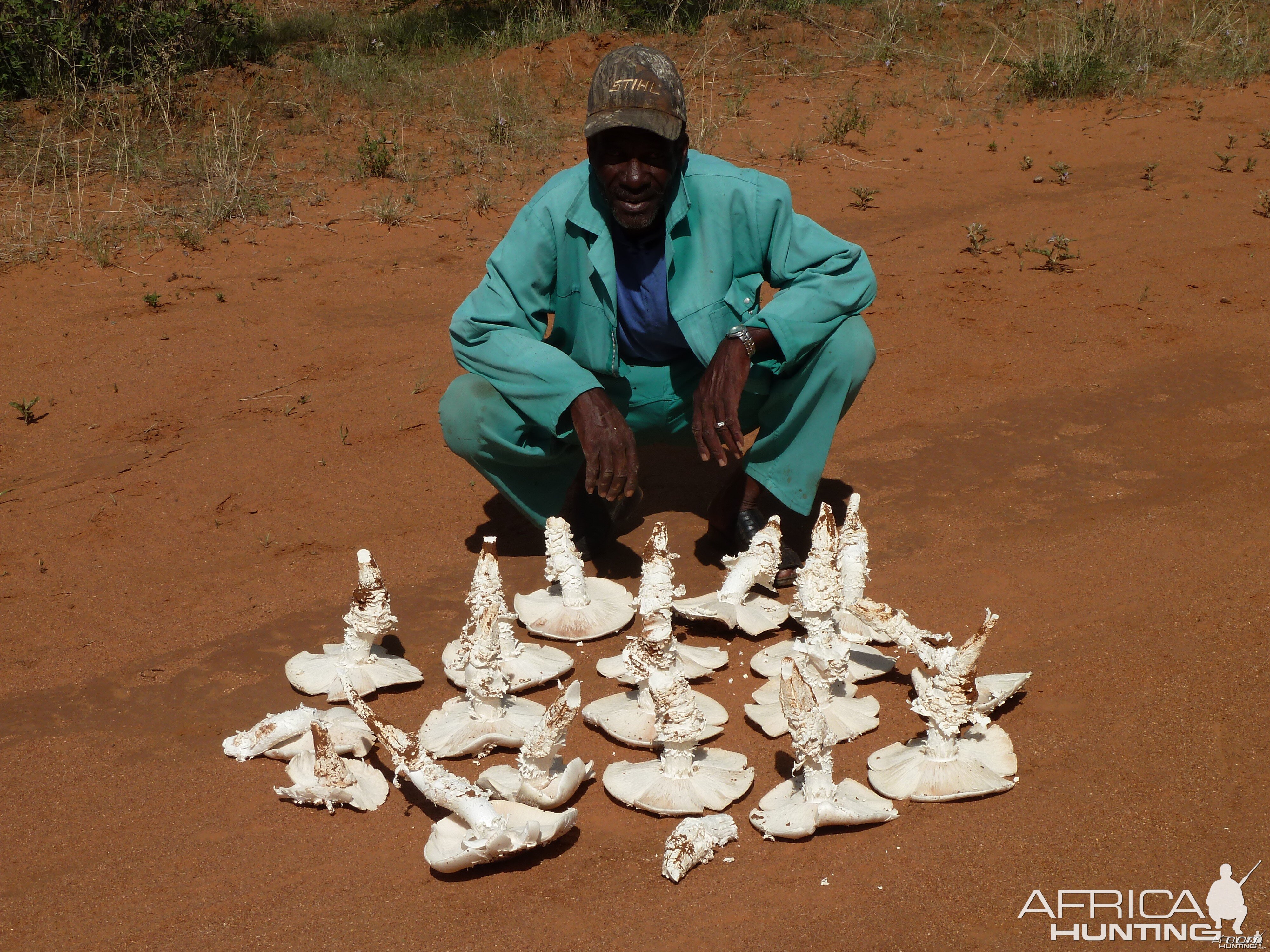 Omajowa termite hill mushrooms Namibia