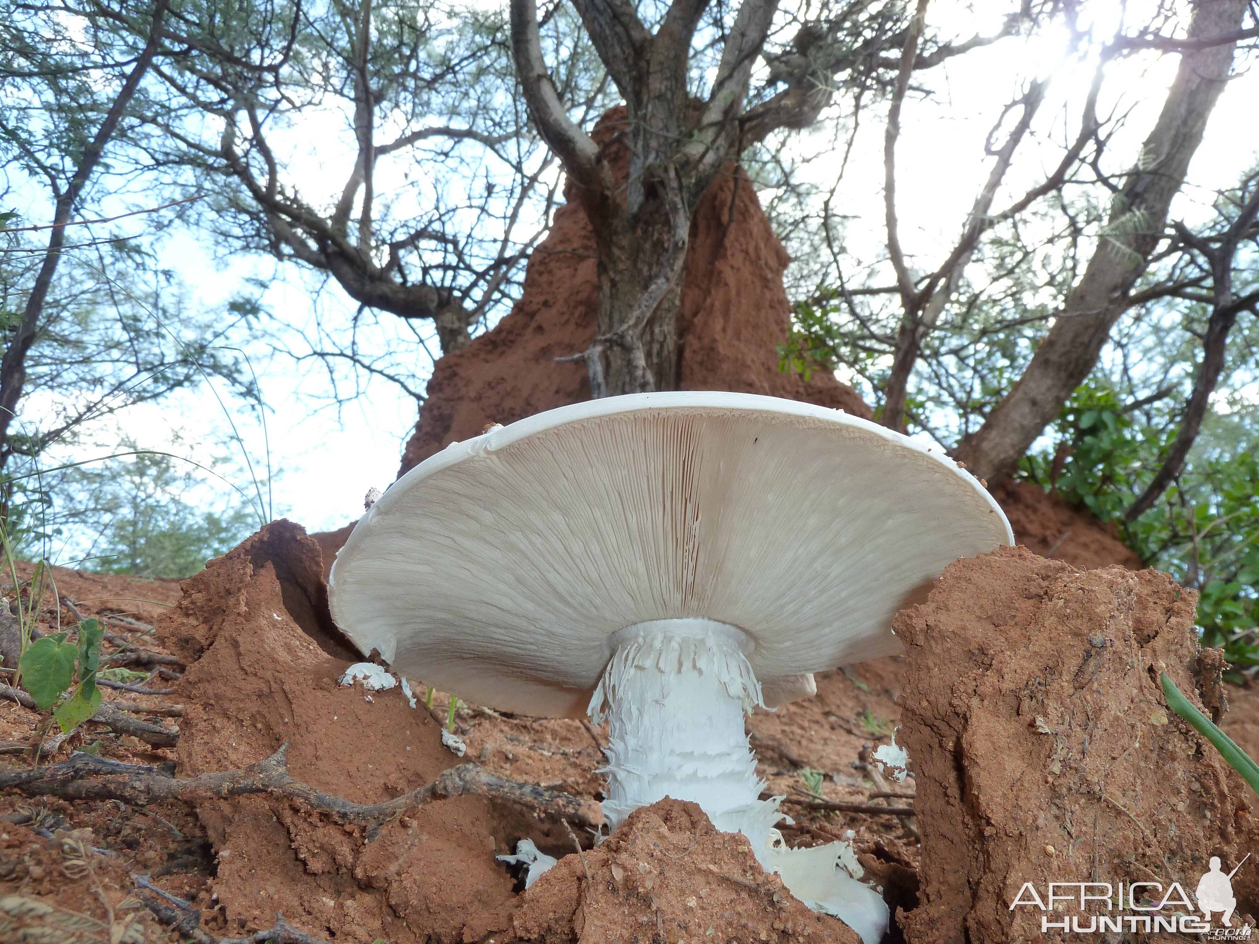 Omajowa termite hill mushrooms Namibia