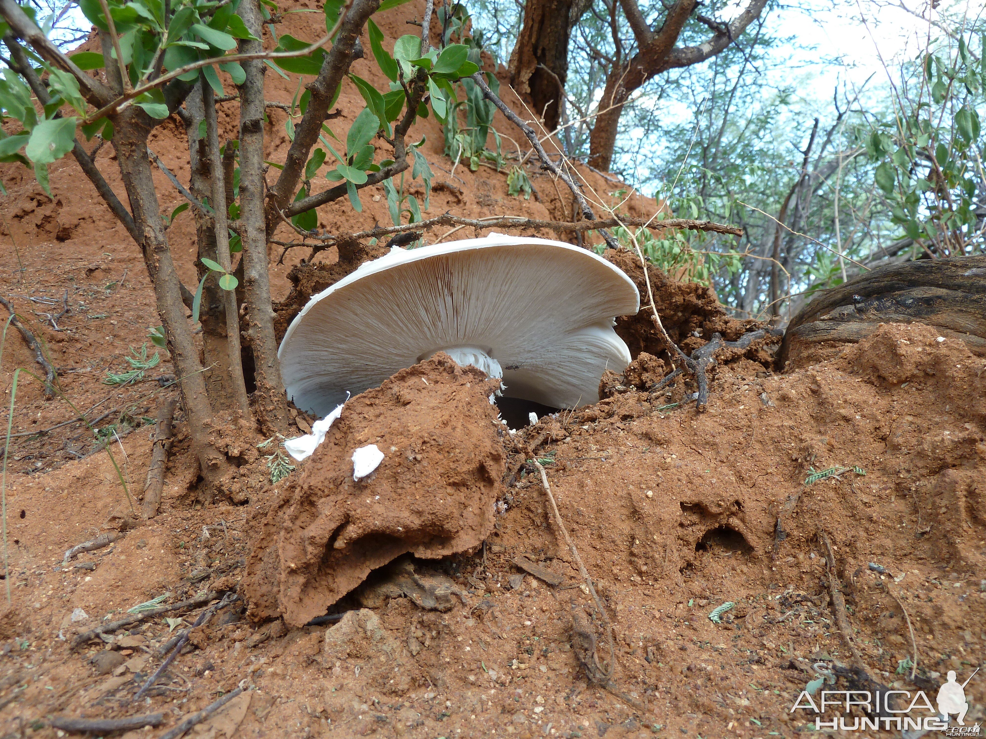 Omajowa termite hill mushrooms Namibia