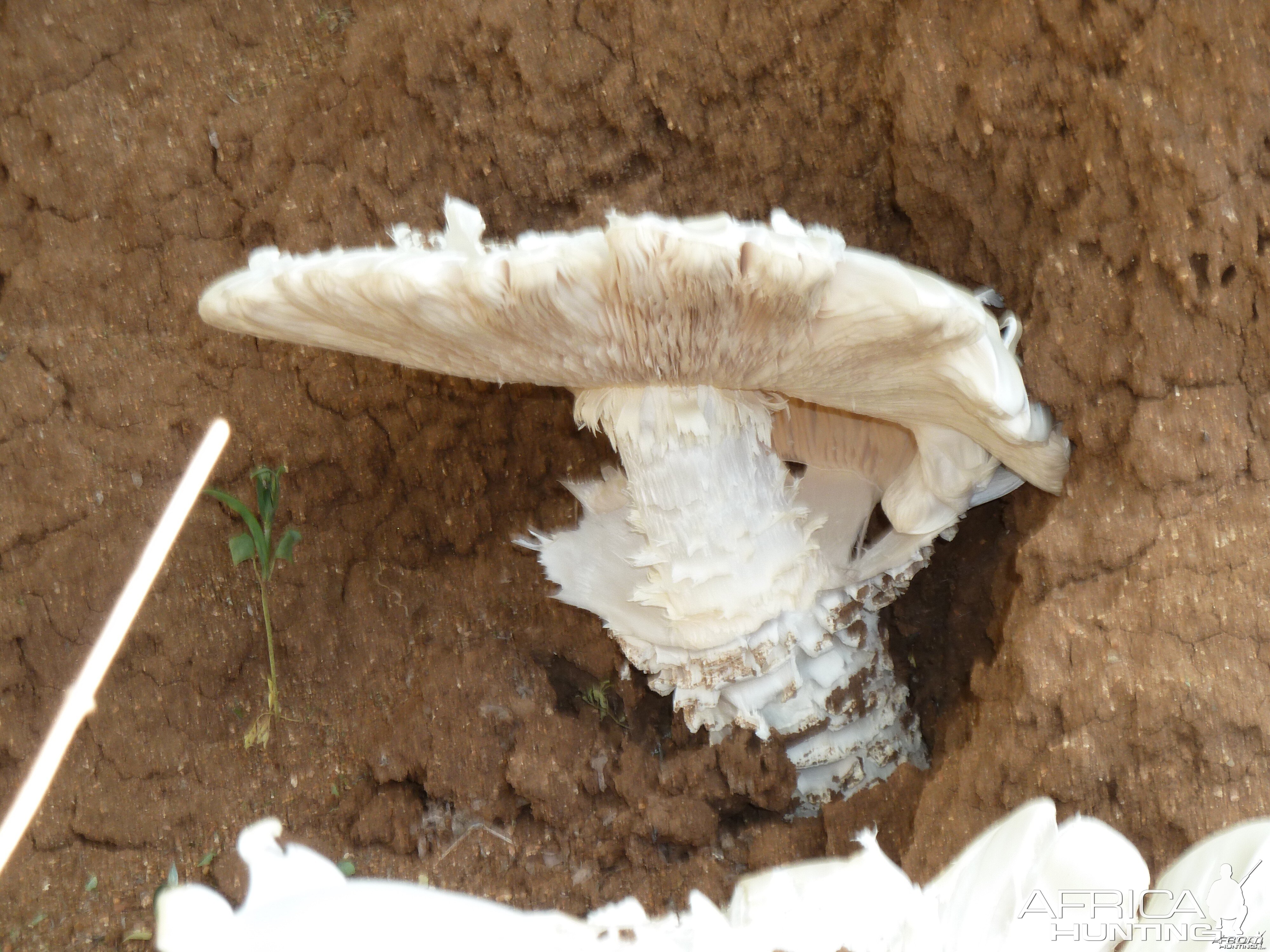 Omajowa termite hill mushrooms Namibia