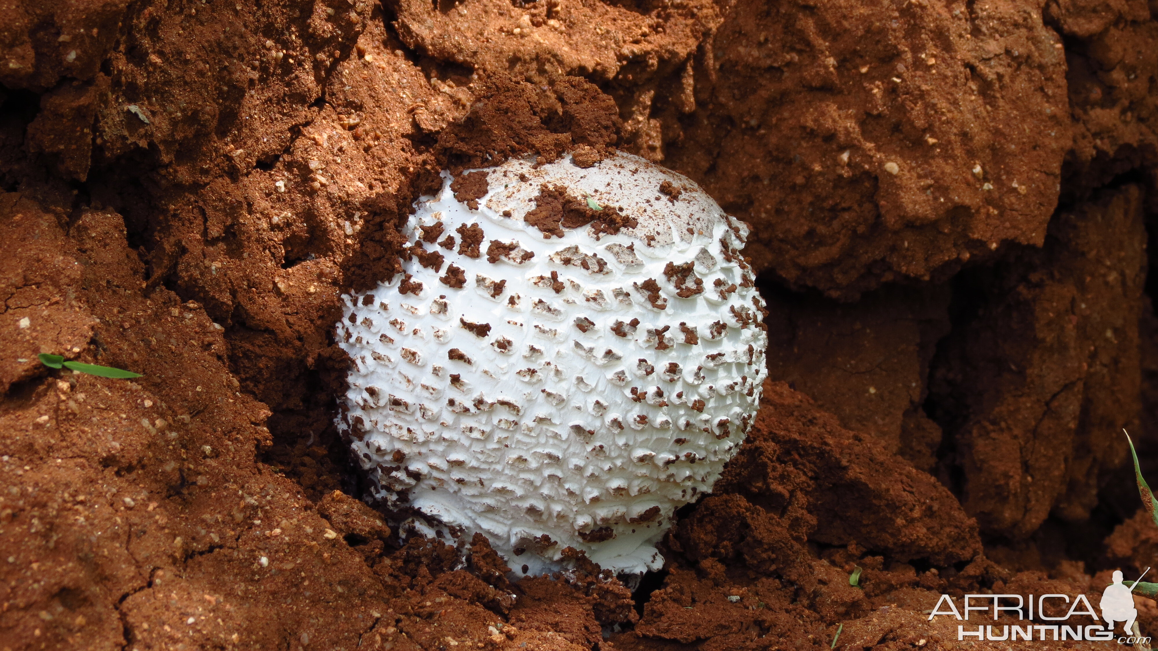 Omajowa termite hill mushrooms Namibia