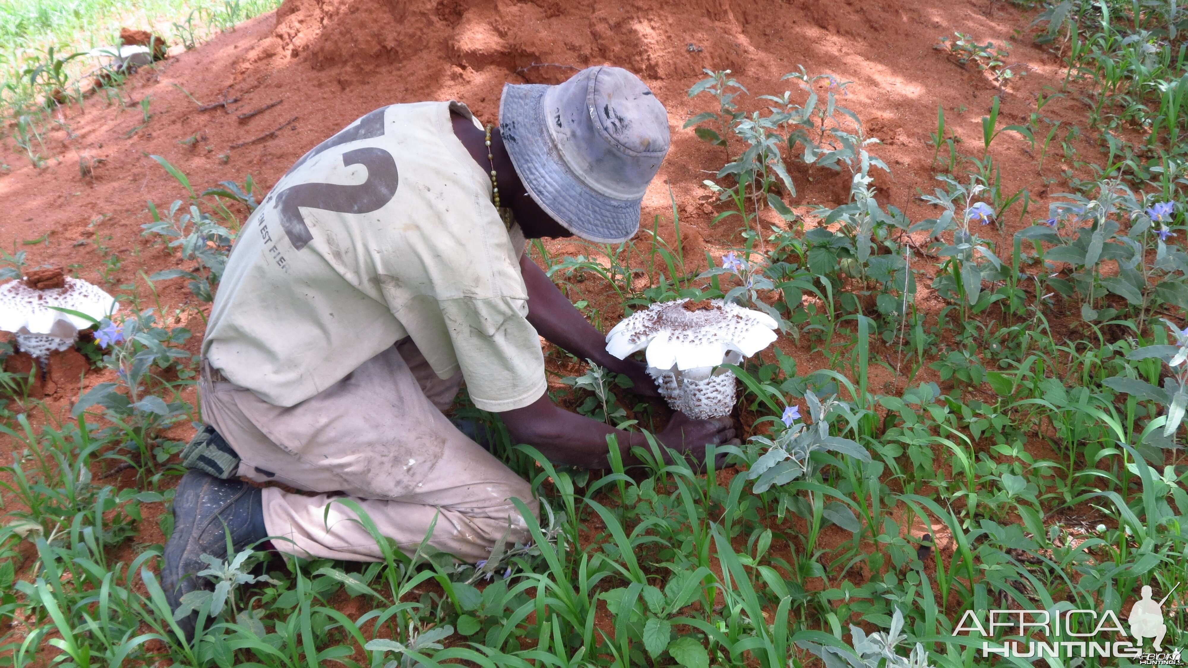 Omajowa termite hill mushrooms Namibia