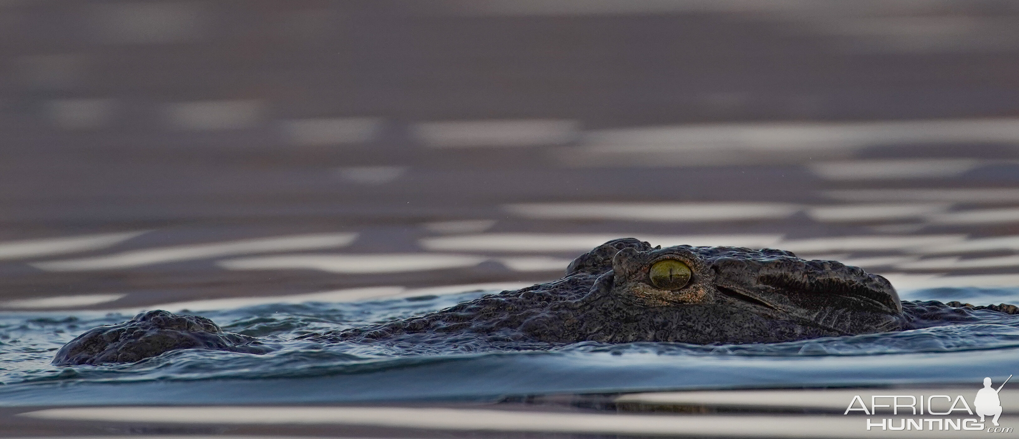 Omay Crocodile