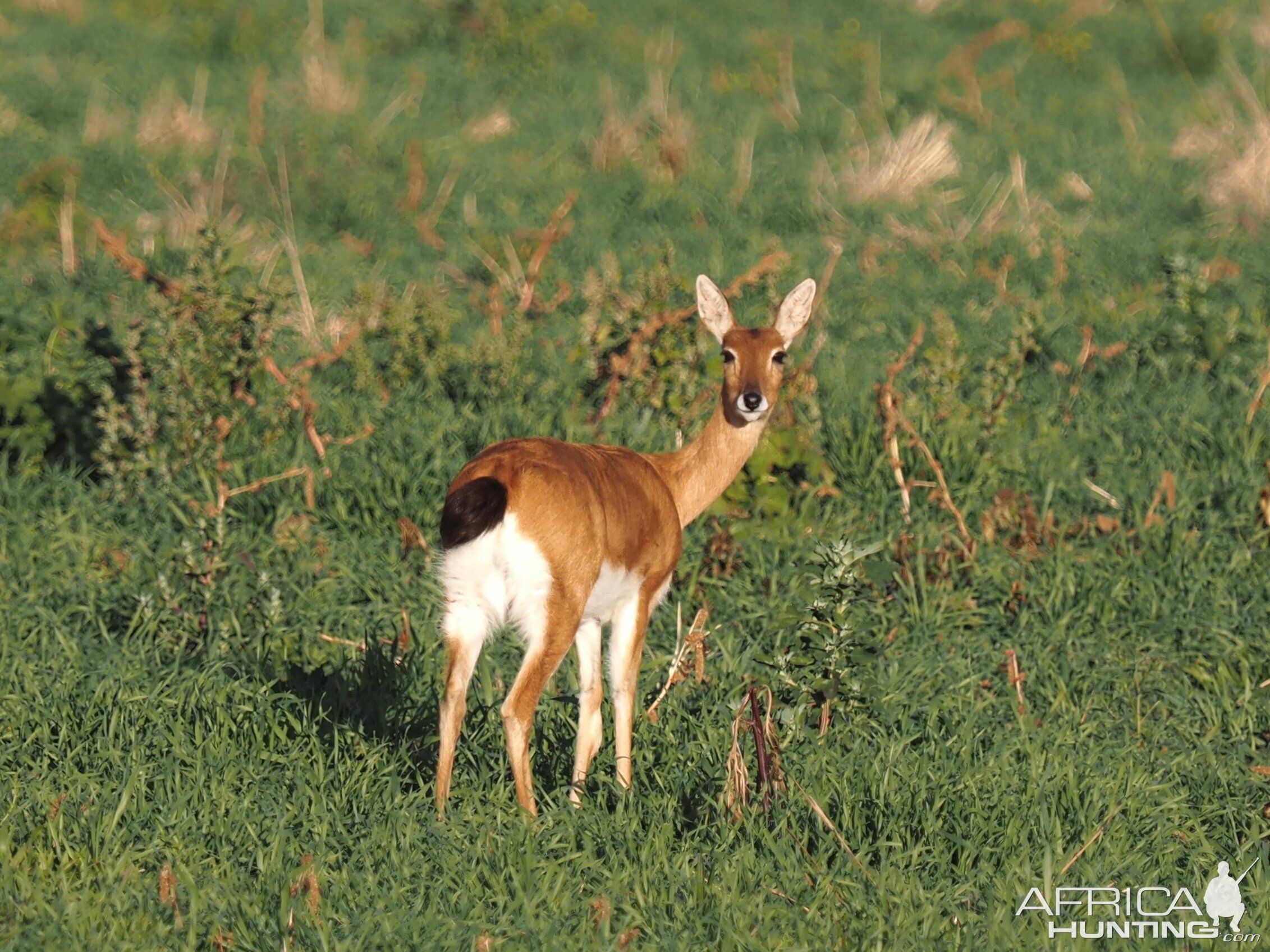 Oribi South Africa